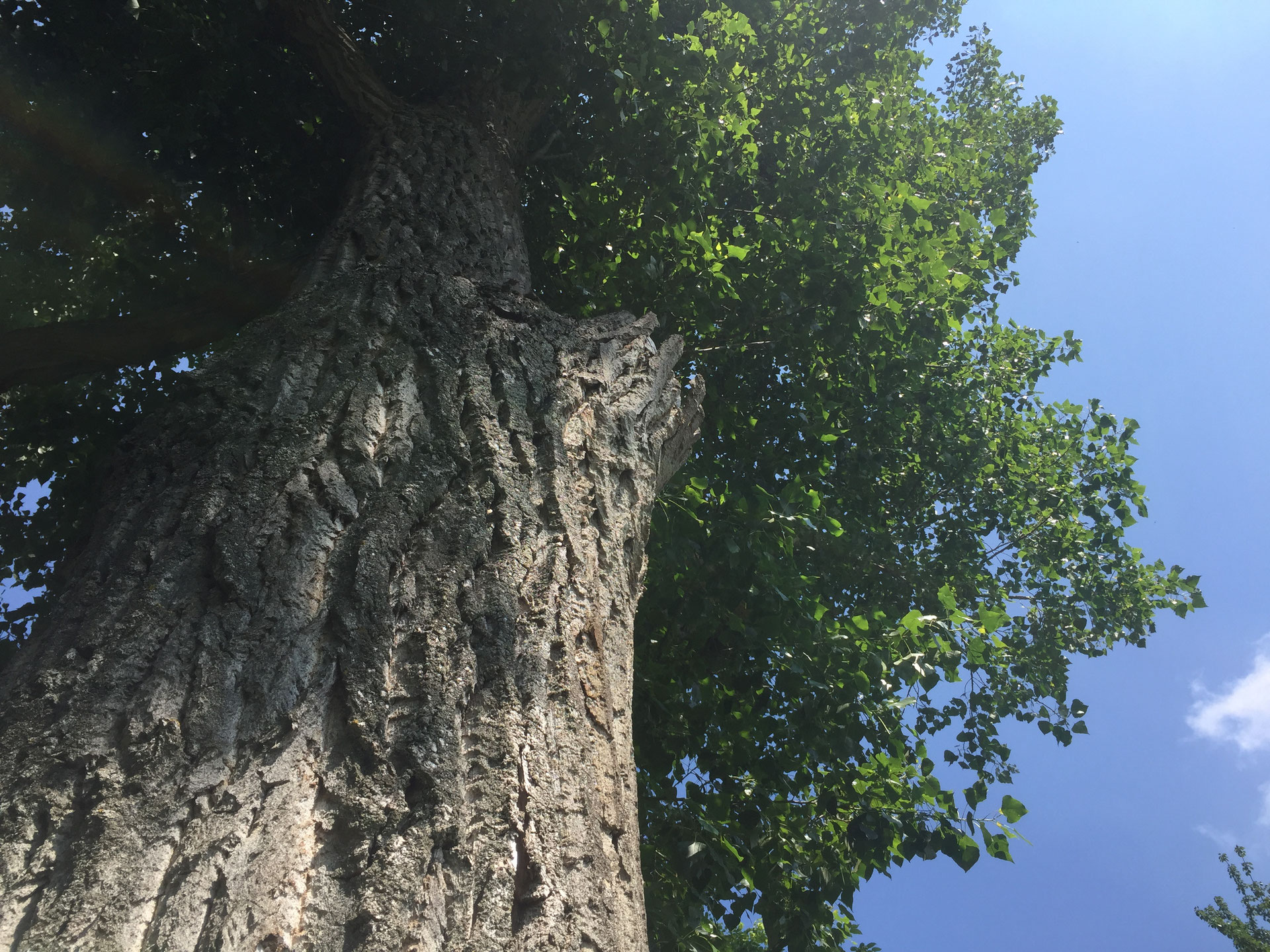 Pappel Baum Des Volkes Birgit Straka Naturlehrerin Kinesiologin