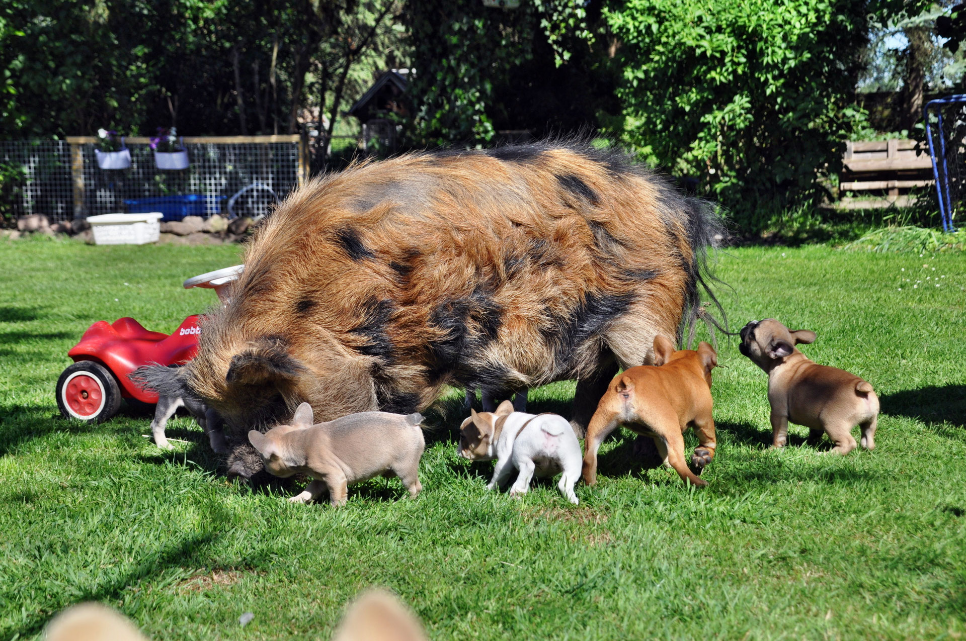 Kune Kune frenchbullyconnections Webseite!