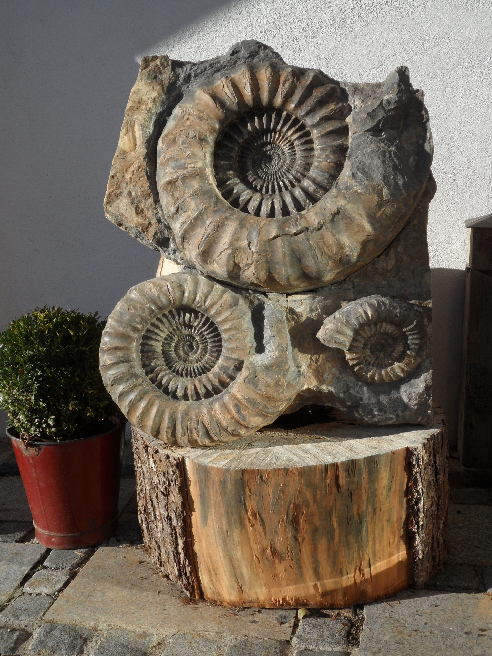 Funde/Fundstellen 2012 HettangiumAmmoniten, Hettangian Ammonites