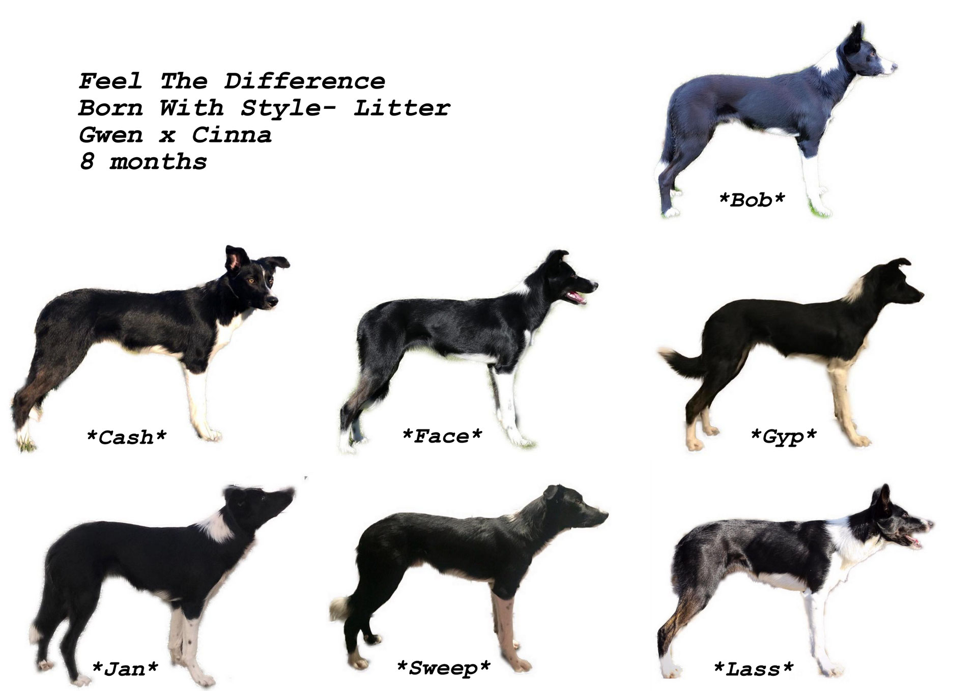 8 months! Feel the difference Border Collies