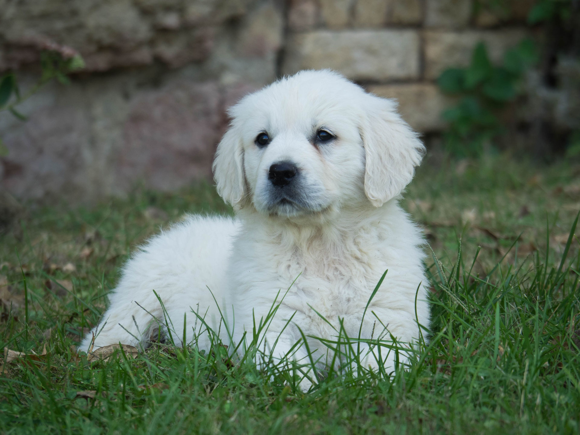 Past Puppies Golden & Labrador Retrievers Iowa