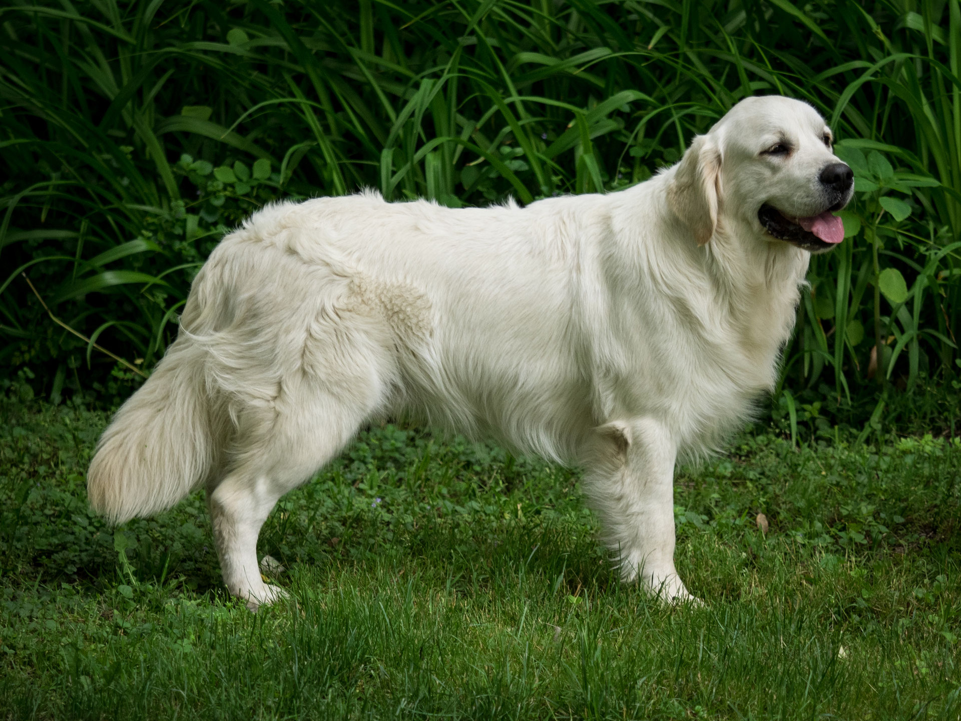 Iron Hill's Follower Of Christ "Khristian" CGC Golden & Labrador