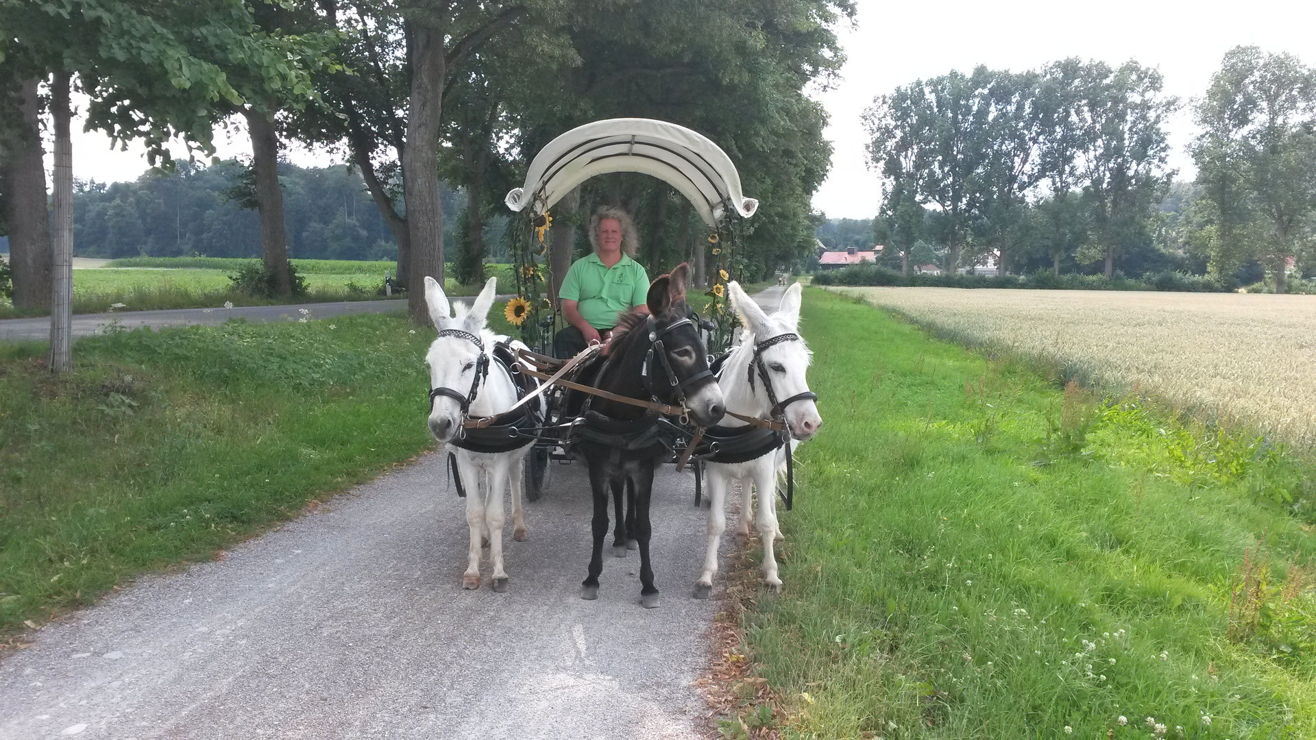 Kutschfahrten mit Esel Eselgarten in Augsburg Kutschfahrten mit Esel Eselgarten in Augsburg