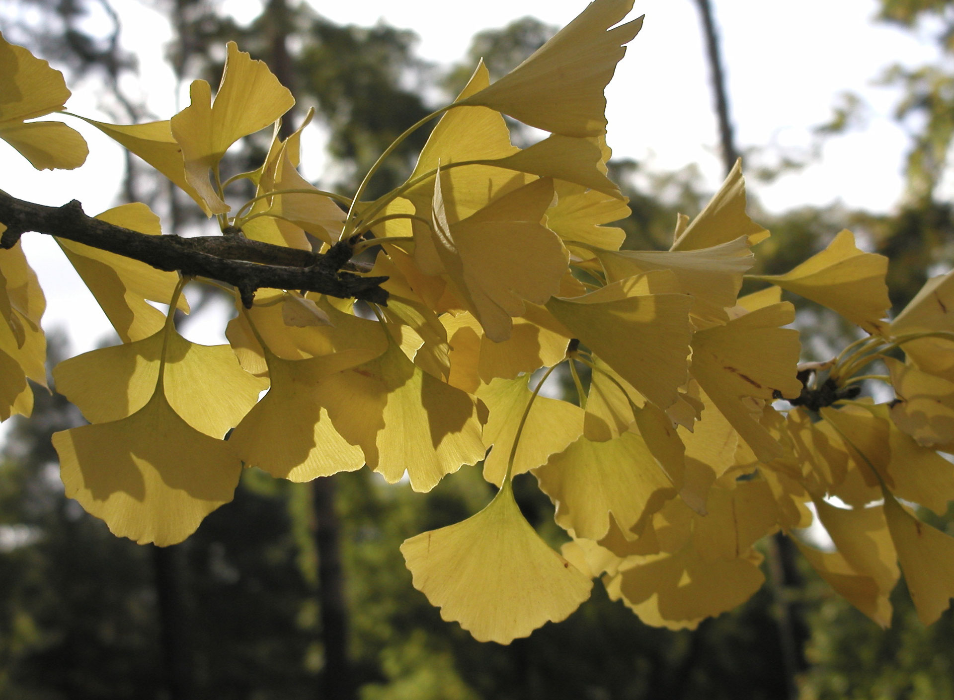 Herbstchönheit Ginkgo ich bin im garten.de