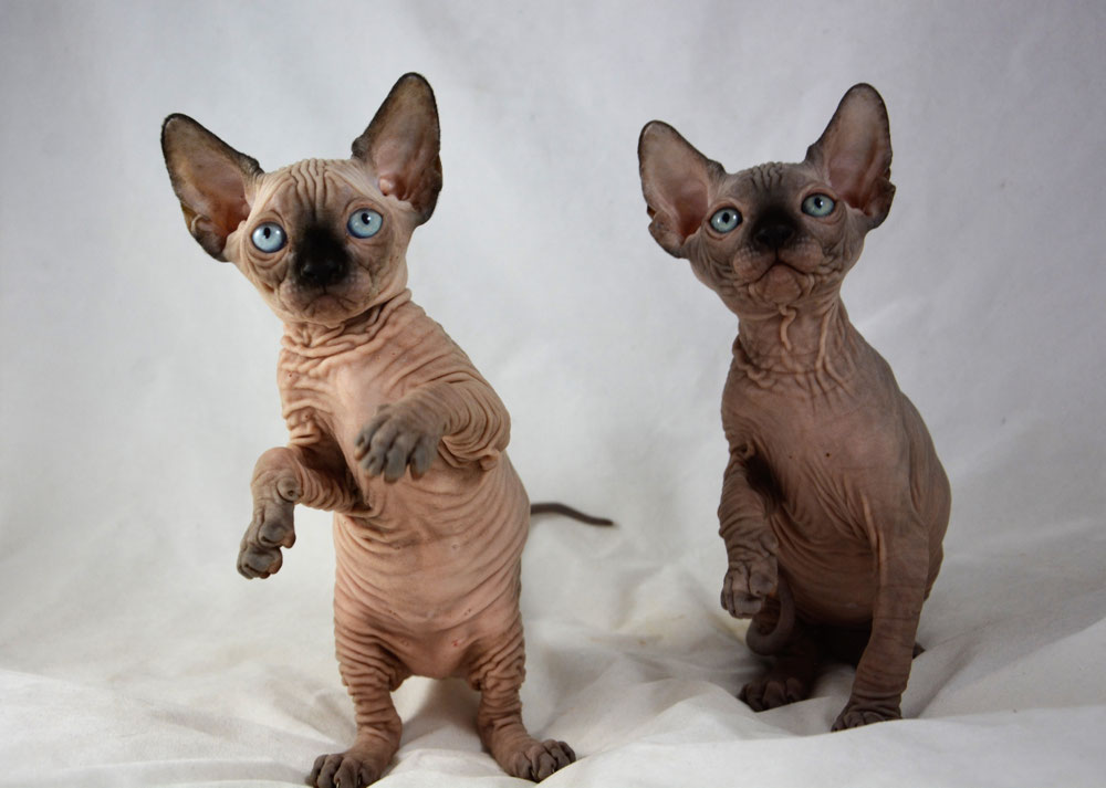 Sphynx Kittens For Sale Nyc