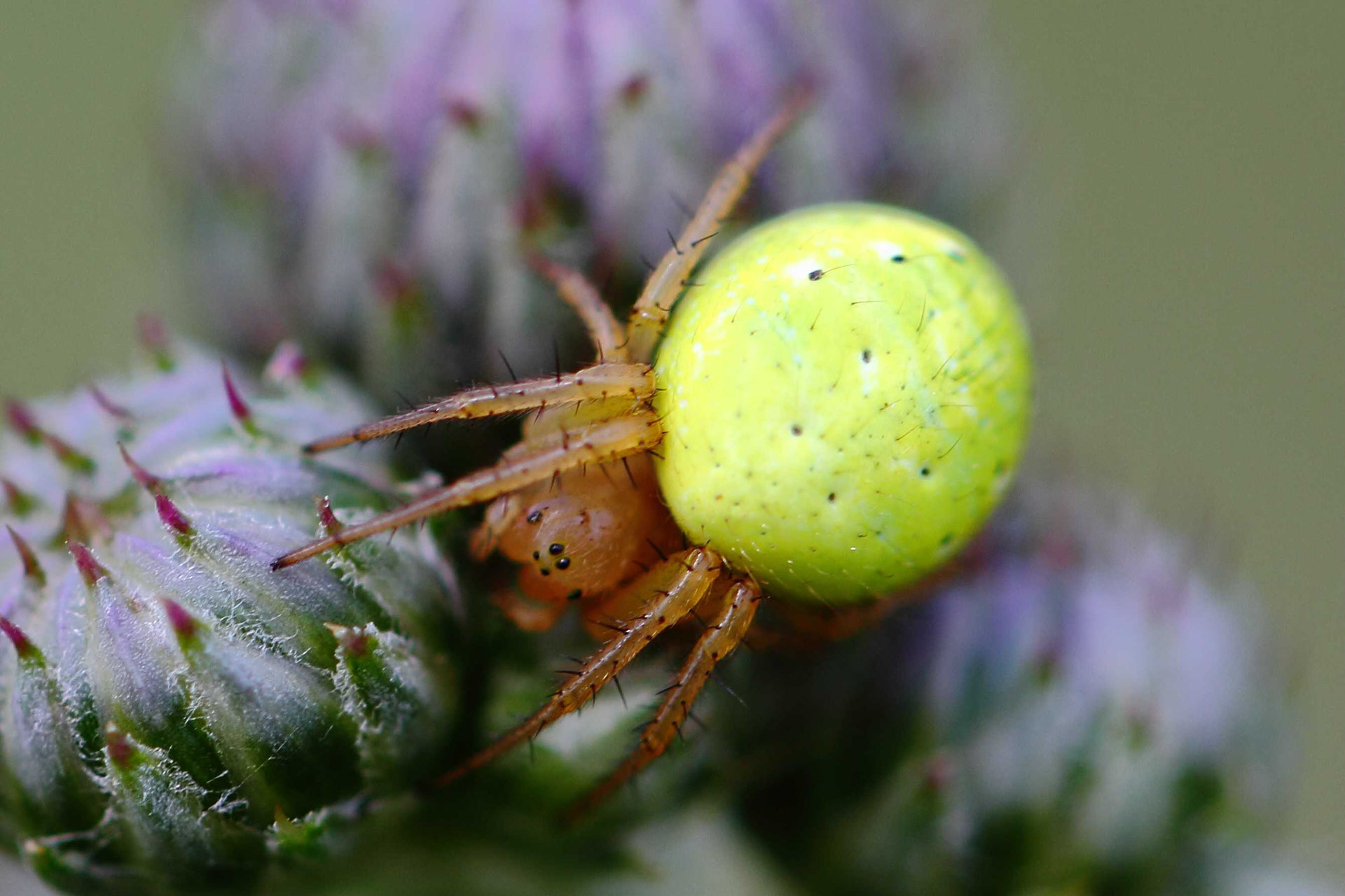 Die Spinnentiere arminkoehlernaturfotogras Webseite!