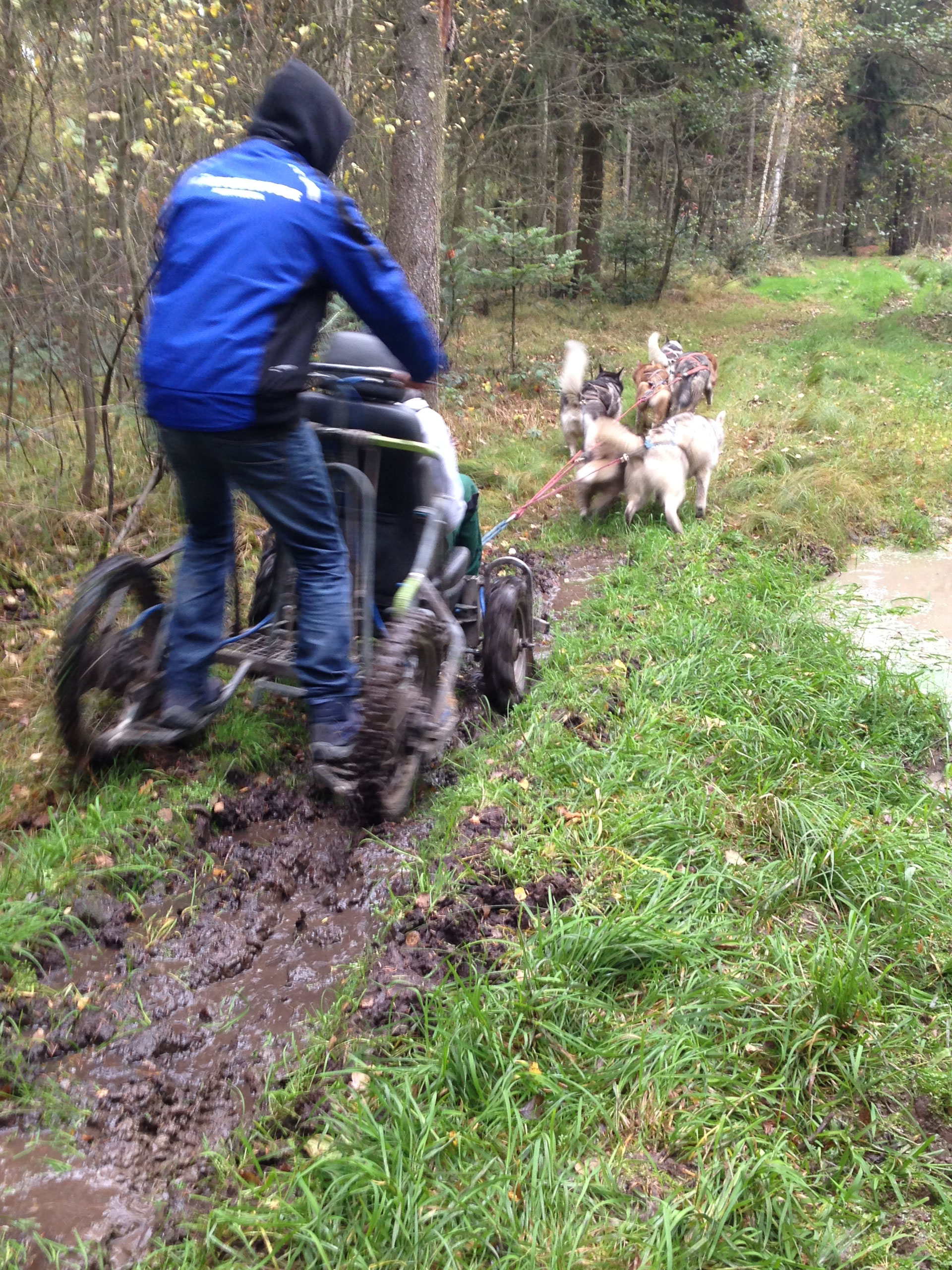 Husky kennenlernen