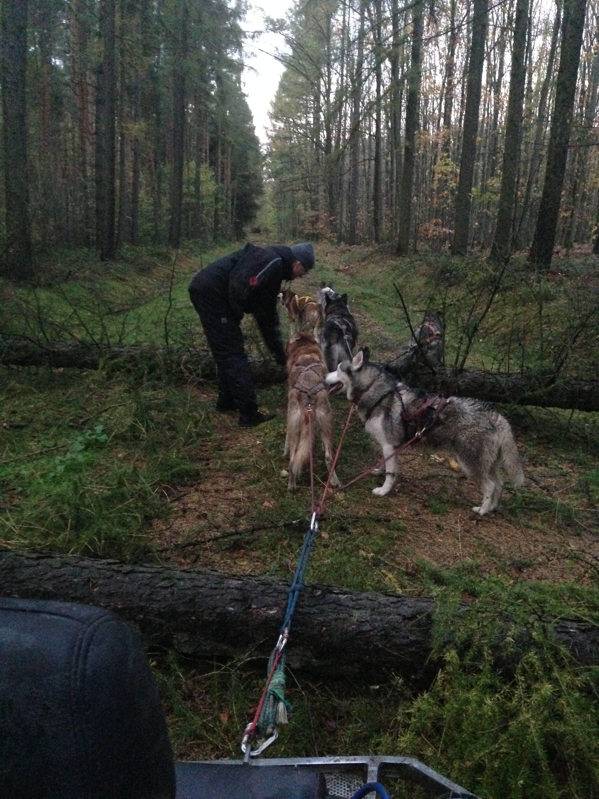 Huskys kennenlernen