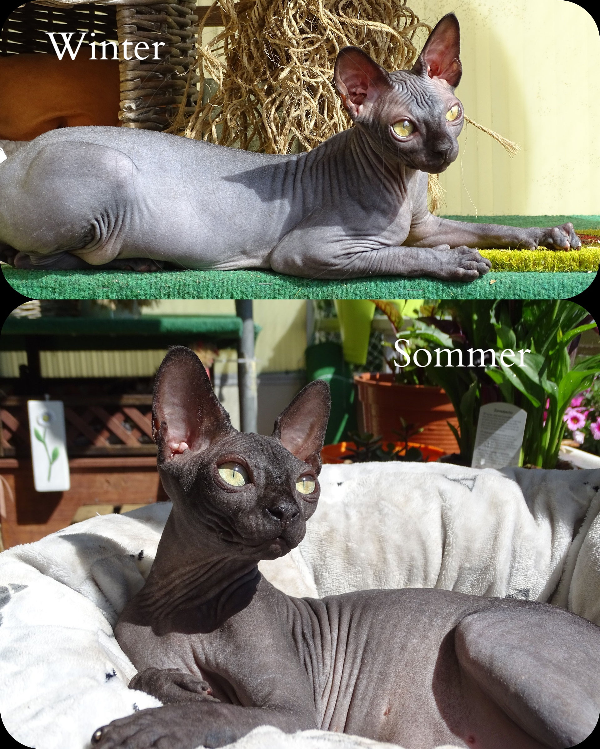 auf ein wort neu unsere katzen