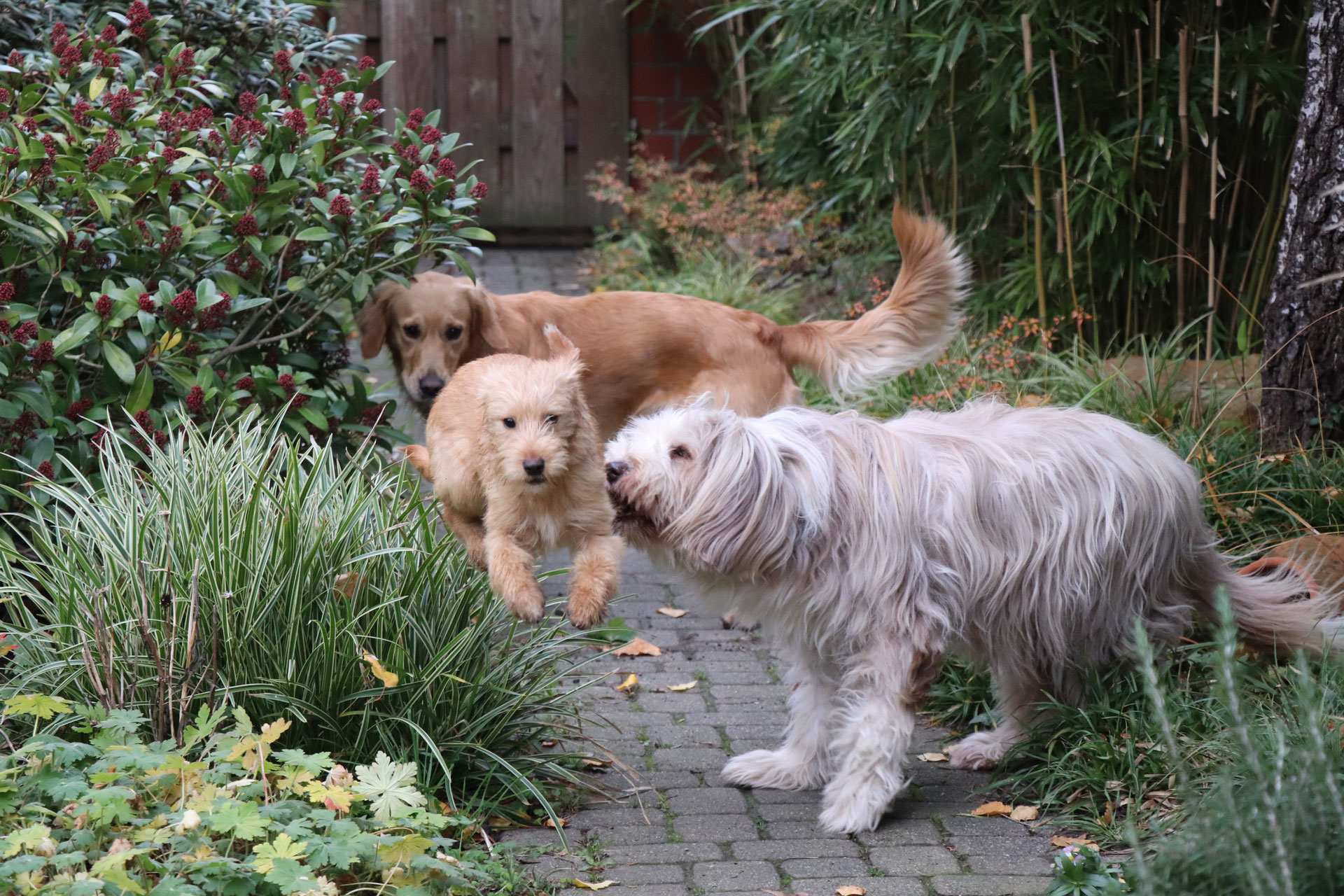 Partner mit hund kennenlernen