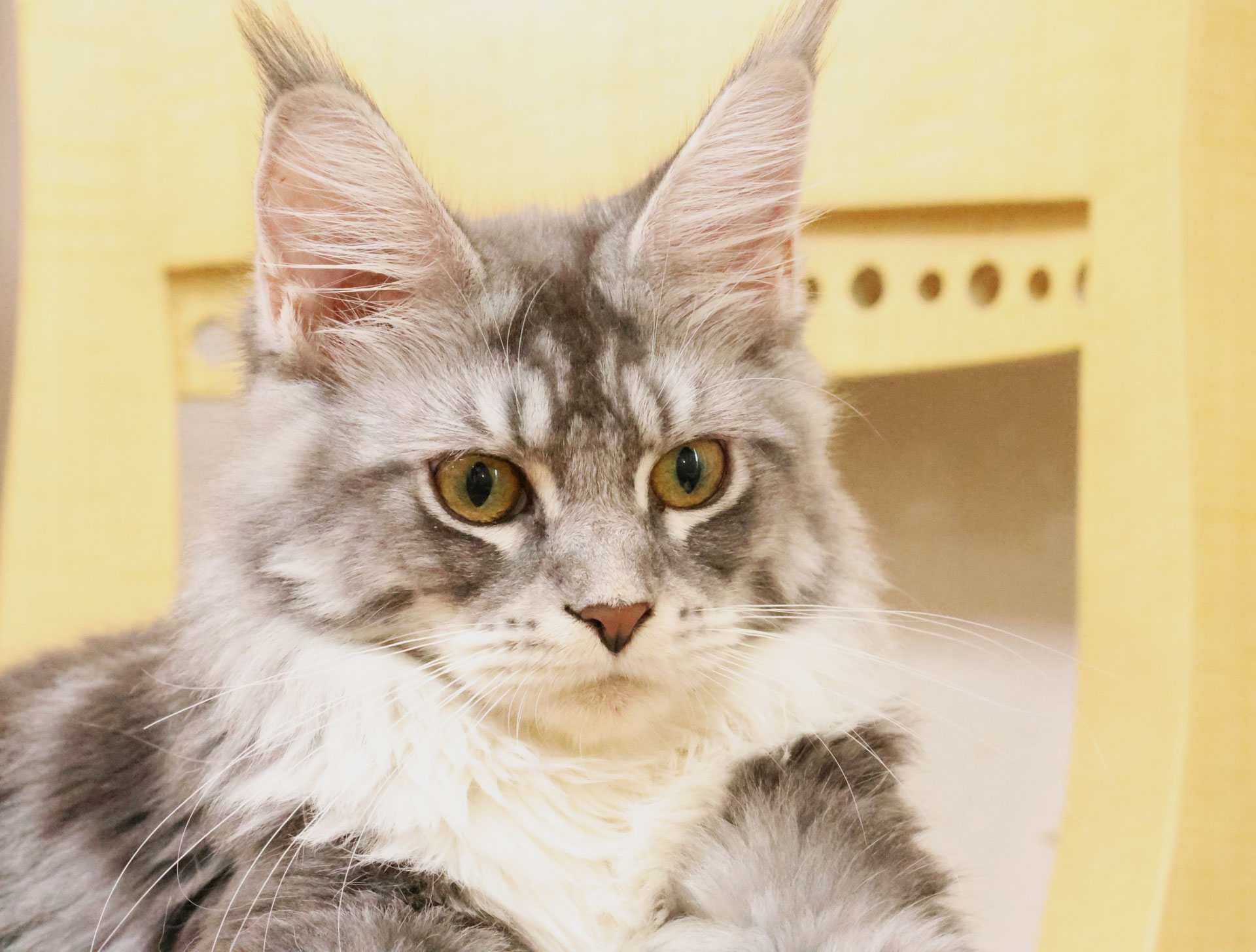 準最高鑑定】2008年 イギリス ブリタニア 2ポンド 1オンス 銀貨 準最高鑑定】2008年 イギリス ブリタニア 2ポンド 1オンス 銀貨, image size:1920x1455