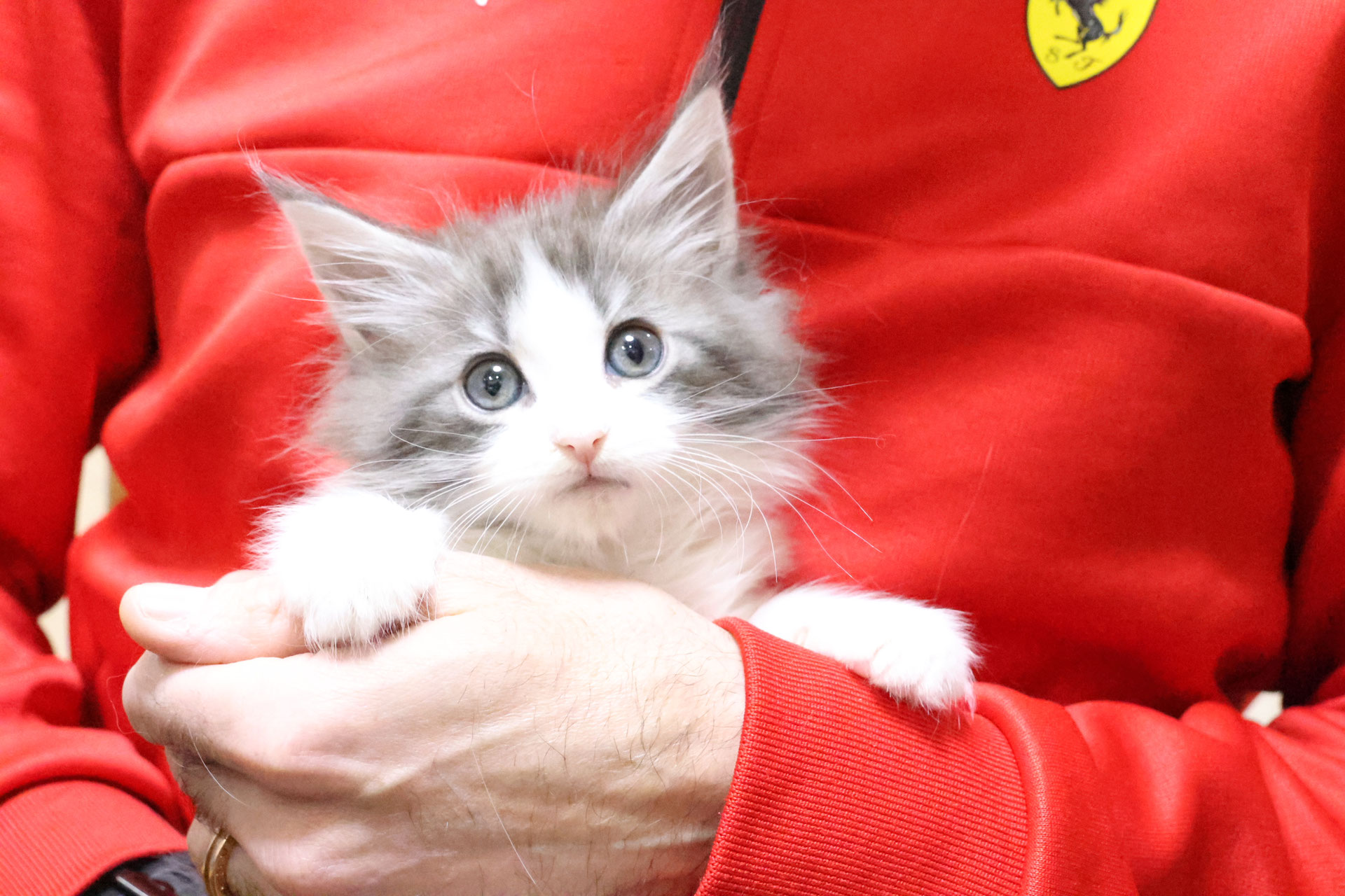東京都のメインクーンキャッテリーオノクーンで猫 飼う - メインクーンの子猫のブリーダー