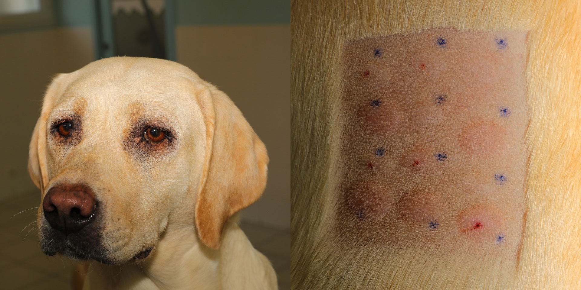 Dermatite atopique du chien Consultations en Dermatologie Vétérinaire