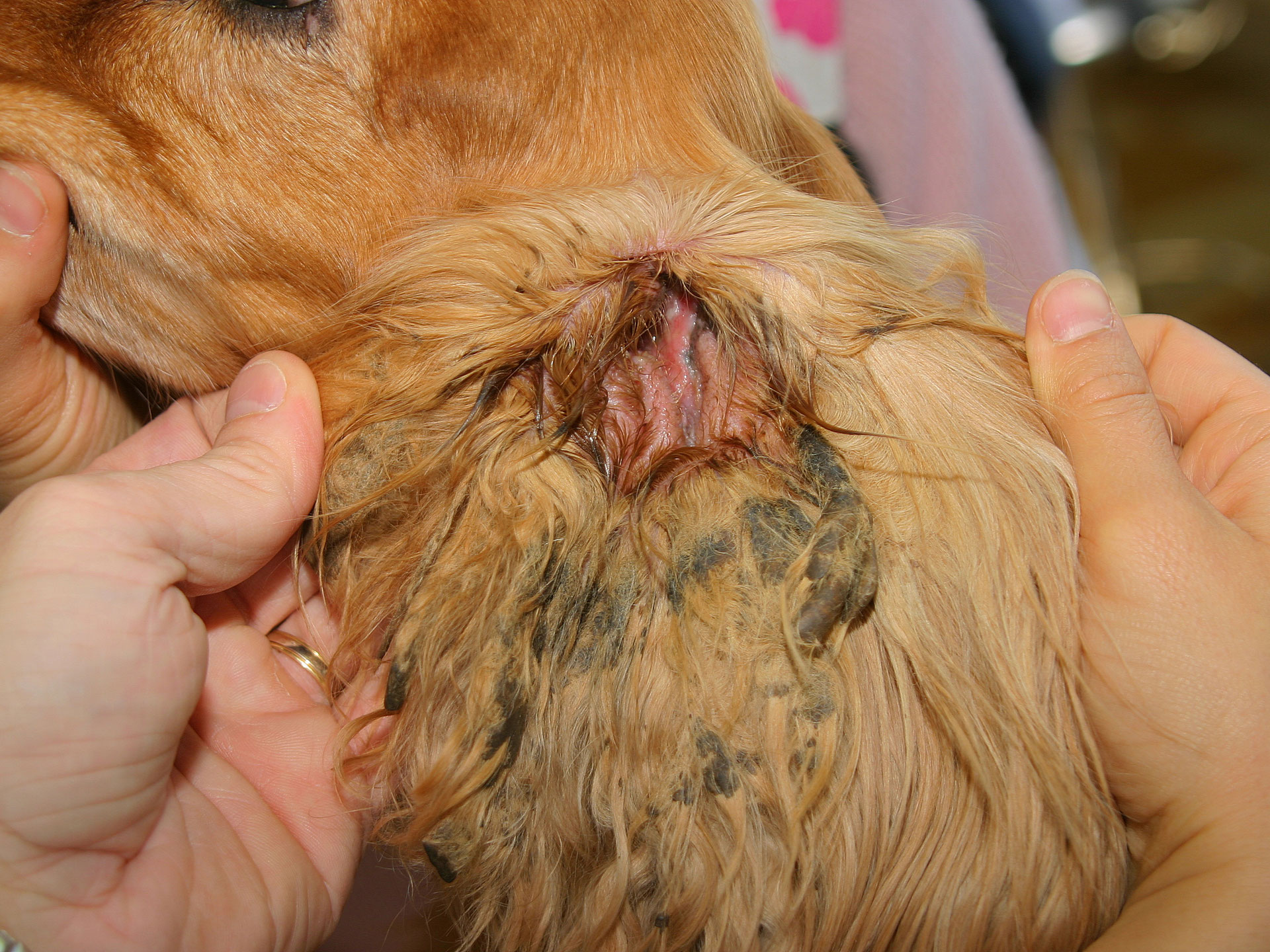 Causes Et Traitement De L Otite Externe Du Chien Consultations En Dermatologie Veterinaire