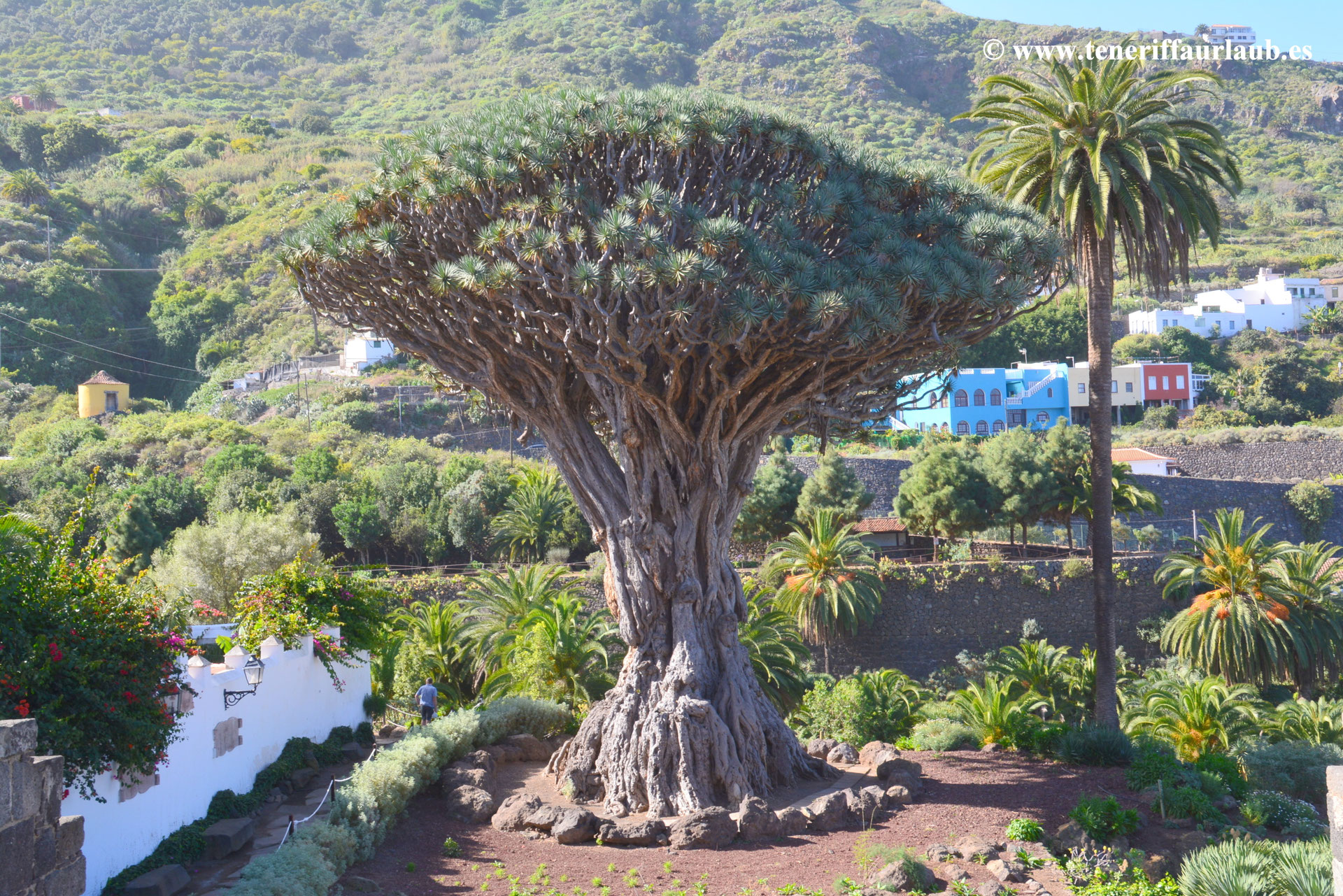 Drago Milenario - Drachenbaum - Reiseführer Teneriffa