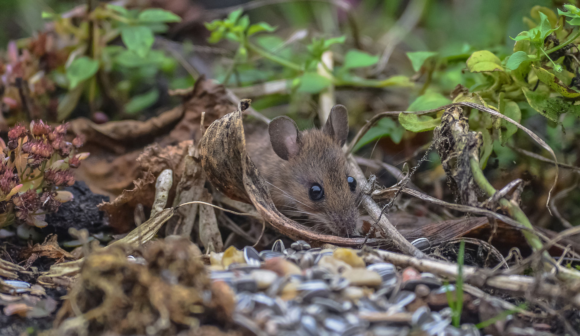 Säugetiere / Nagetiere - Naturfotografie Marcus Reh