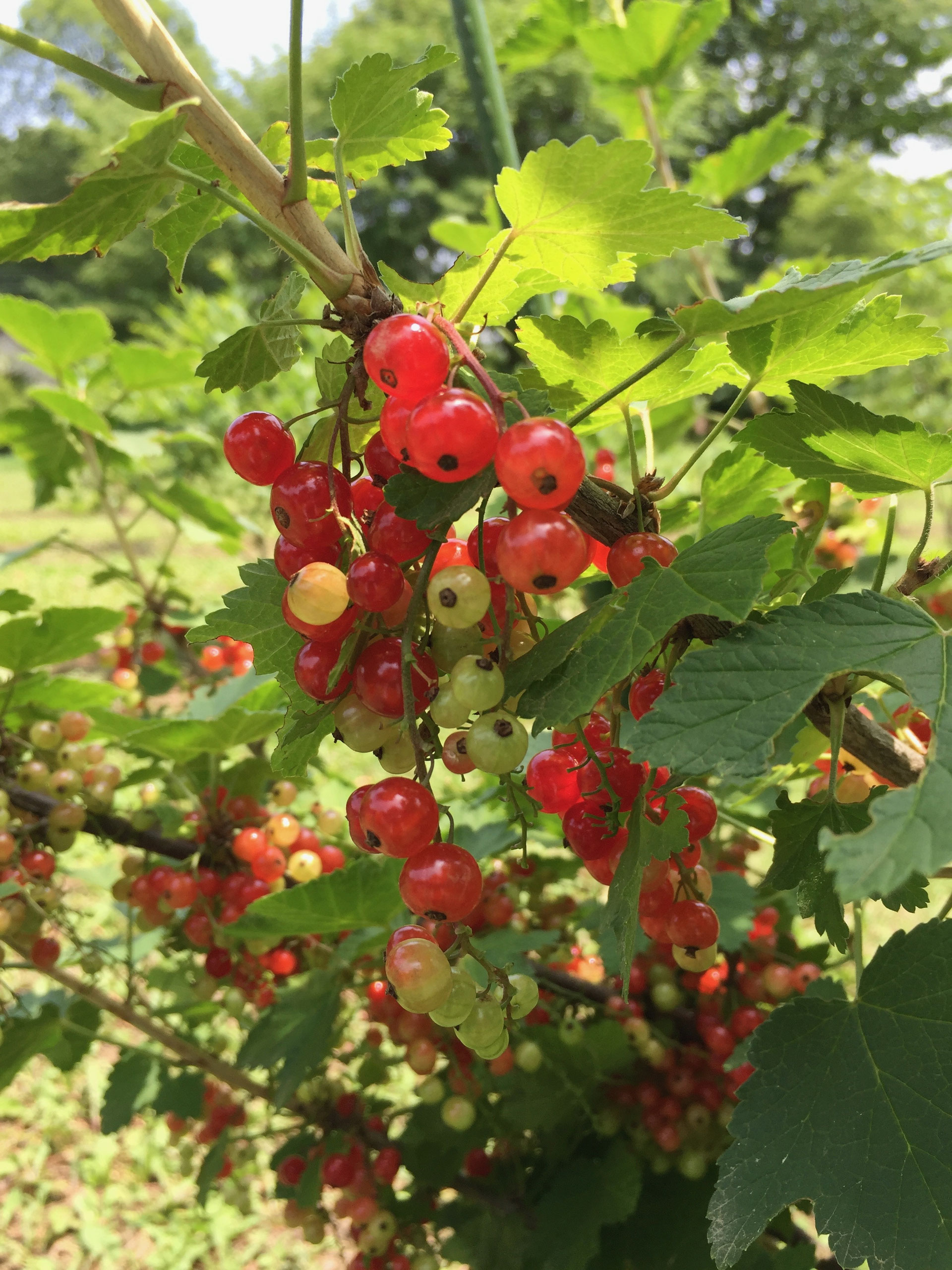 レッド カラント Red Currant 八ヶ岳南麓の果樹園