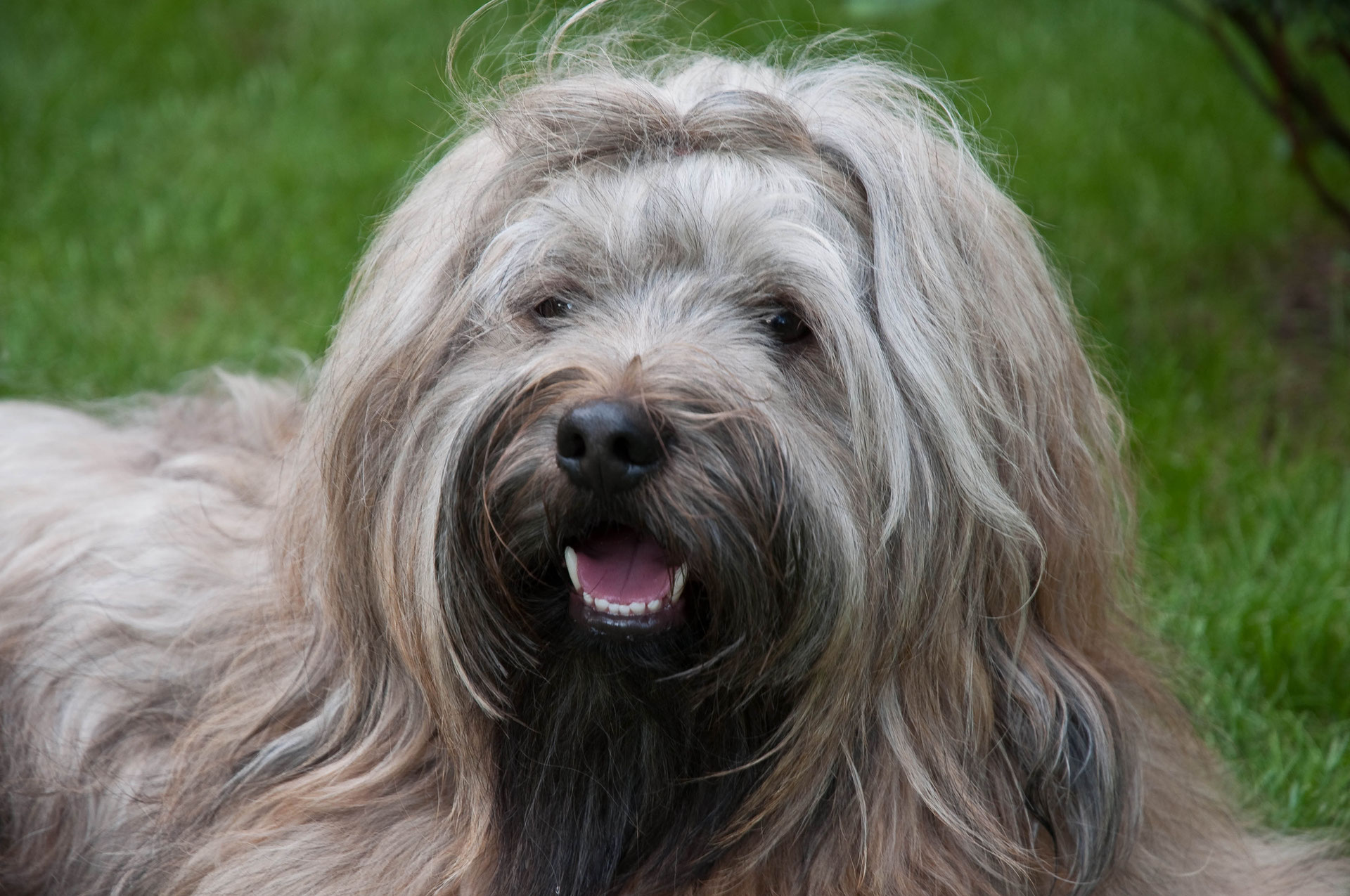 Lamleh tibetan terriers store
