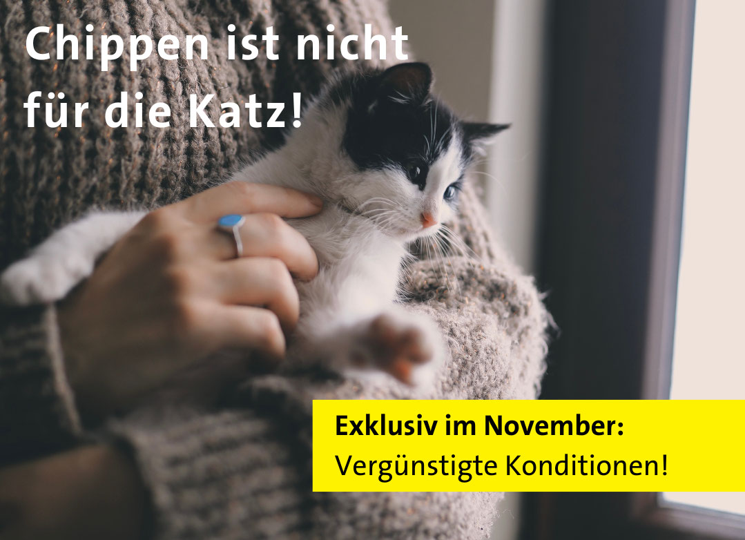 katzen chip aktion november kleintierpraxis staub