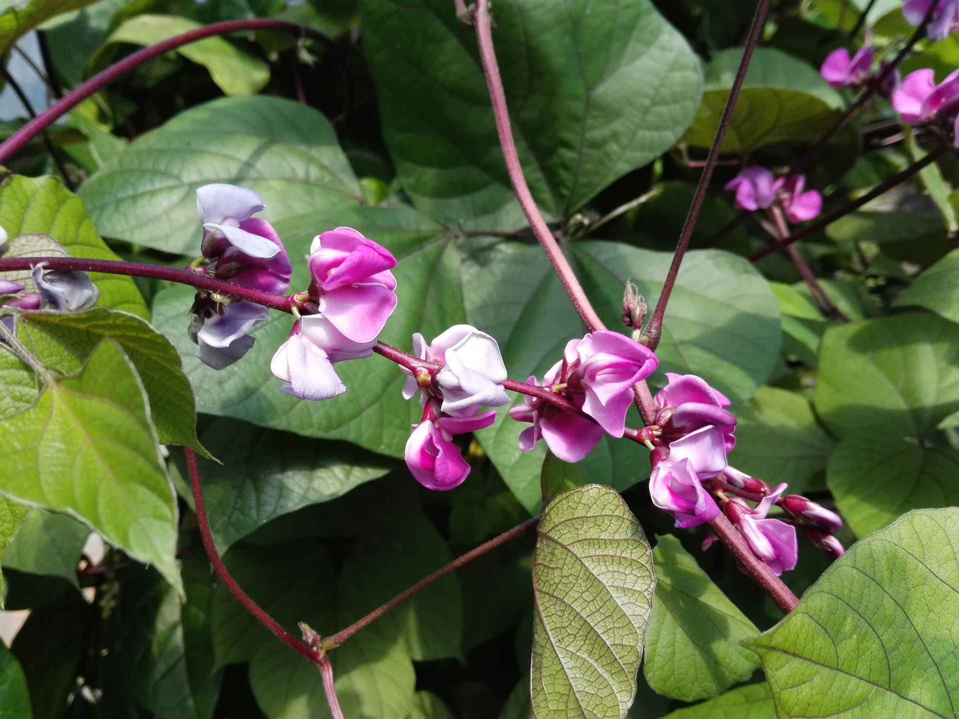エディブルフラワー Edible Flower 食用花 でんめいふぁーむ 三重県松阪市飯南町 農薬 化学肥料は使わず野菜を育てています 農家から野菜を直接お届け 無農薬野菜 無化学肥料 無農薬エディブル フラワー 無農薬ハーブ 無農薬種苗販売 有機野菜 食べるお花