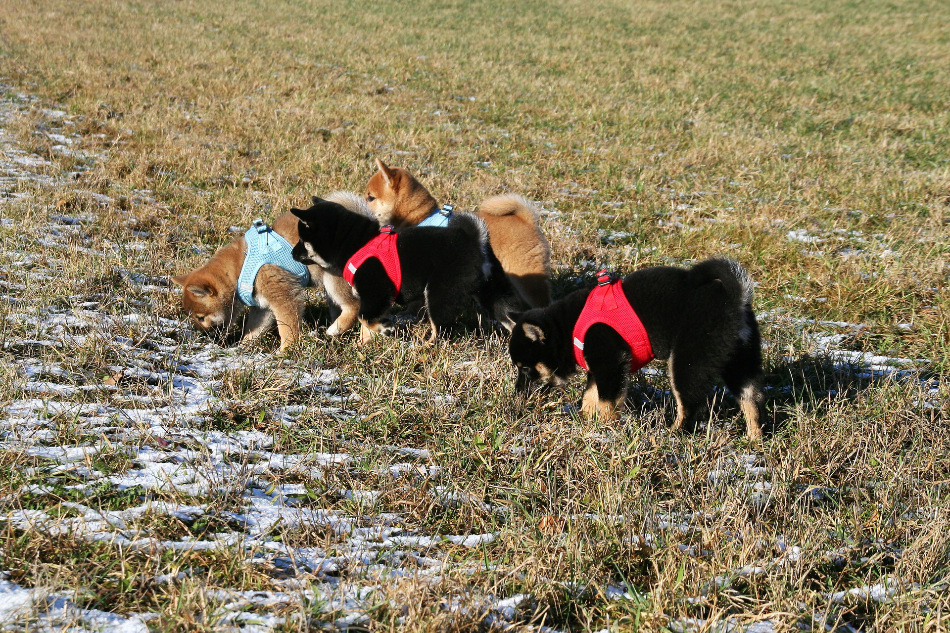 Shiba Inu Welpen Shiba Inu Zucht Of Isamashii Nakama