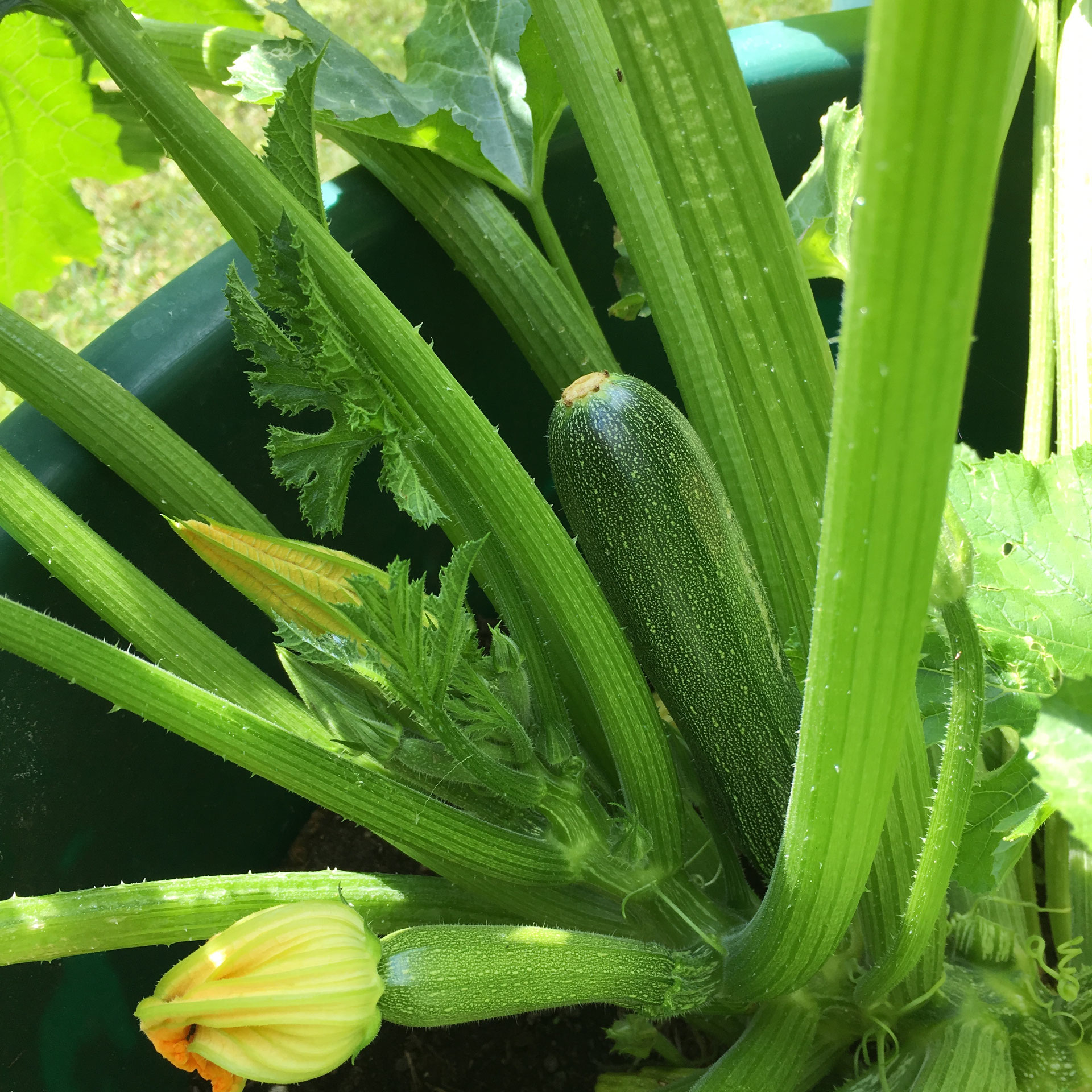 Zucchini ausmeinemgarten