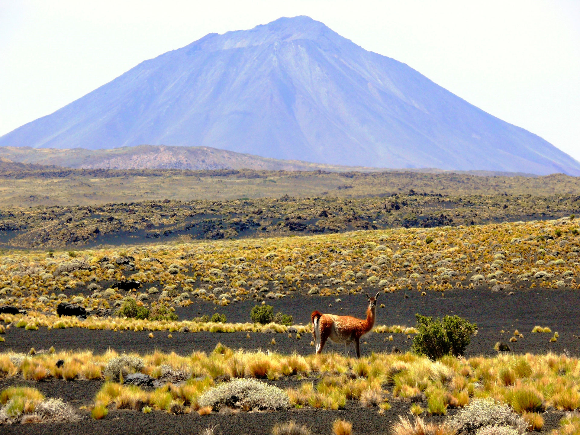 Parque Provincial Payunia Argentinien Spurenwechsler.de
