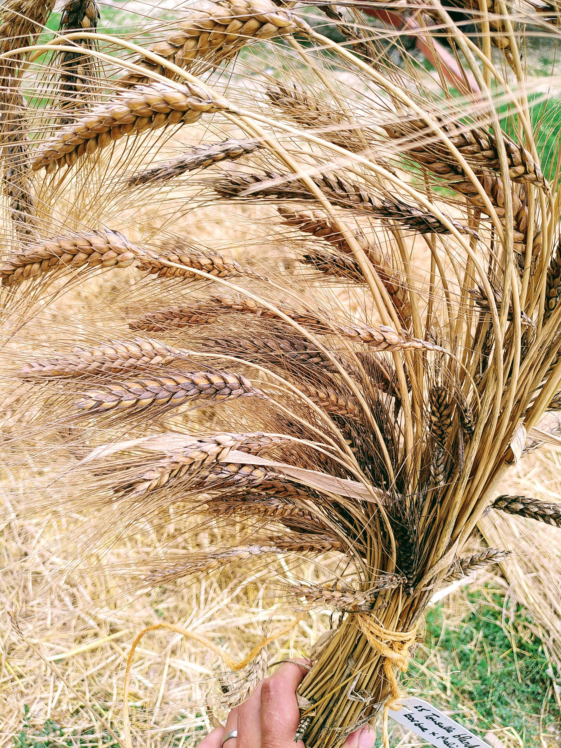 Terre et Levain