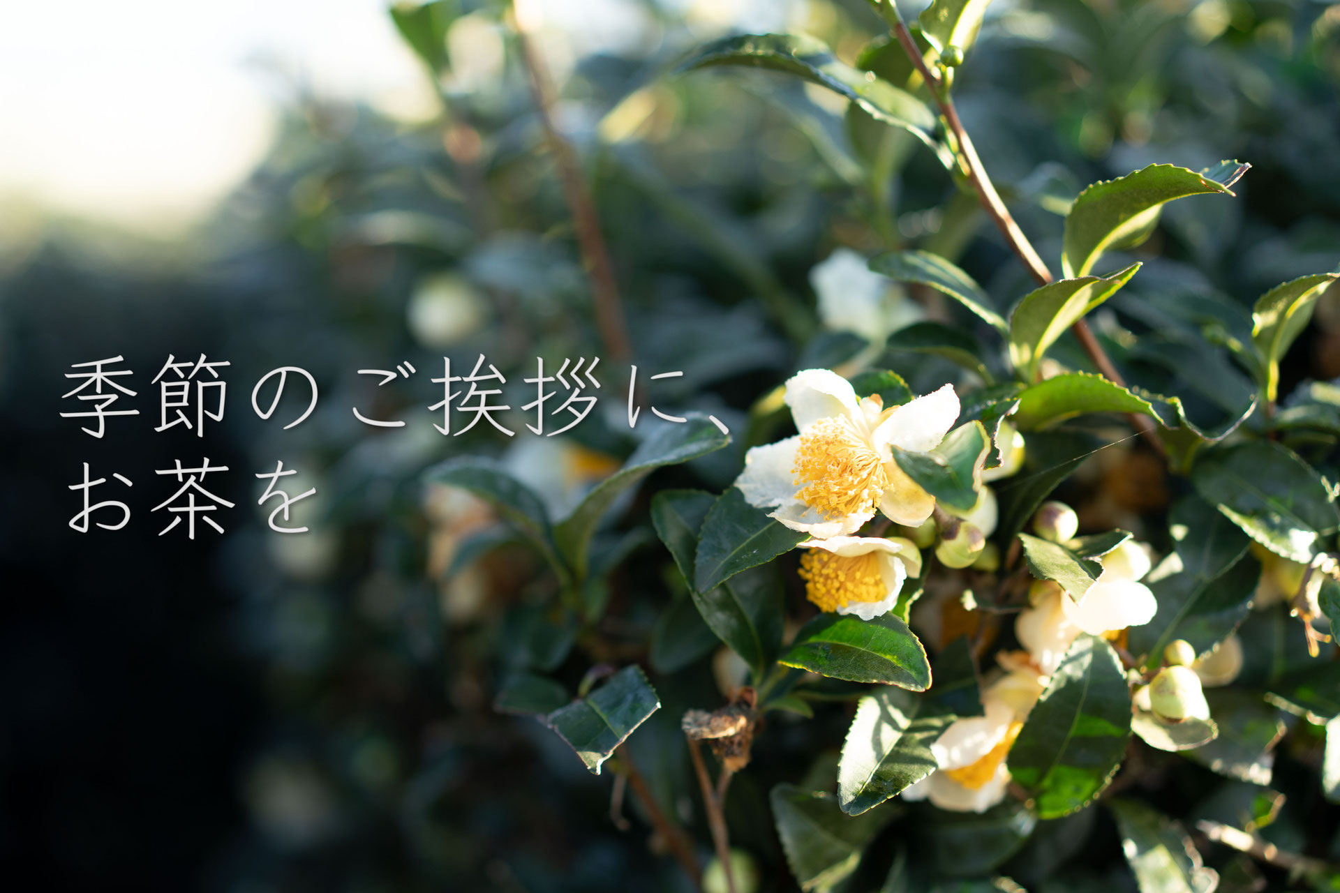 さしま茶通販 吉田茶園 創業19年 世界緑茶コンテスト 最高金賞 受賞 美味しい猿島茶 緑茶 和紅茶のお取り寄せ通販サイト さしま茶 さしま茶通販 古河市お茶屋 お茶直販 生産販売 猿島茶 国産紅茶 国産和紅茶 お茶淹れ教室 お茶摘み体験 さしま茶通販 吉田茶園 創業19年 世界緑茶コンテスト 最高金賞 受賞 美味しい猿島茶 緑茶 和紅茶のお取り寄せ通販サイト さしま茶 さしま茶通販 古河市お茶屋 お茶直販 生産販売 猿島茶 国産紅茶 国産和紅茶 お茶淹れ教室 お茶摘み体験