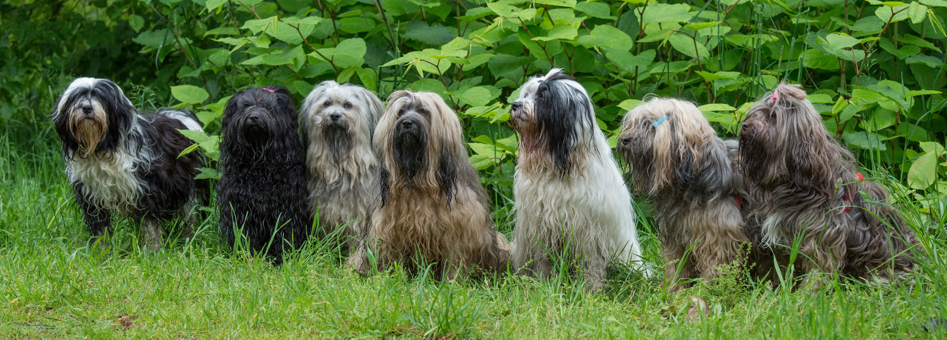 Des Boules De Poils Directement Descendues Du Toit Du Monde
