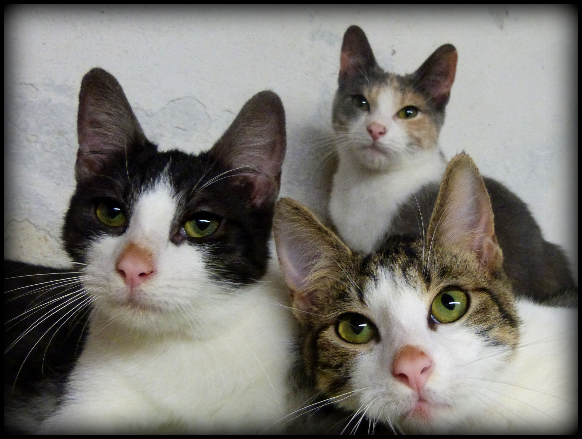 Les Chats De L Arche 41 Bienvenue ! - Les Chats de l'Arche 41