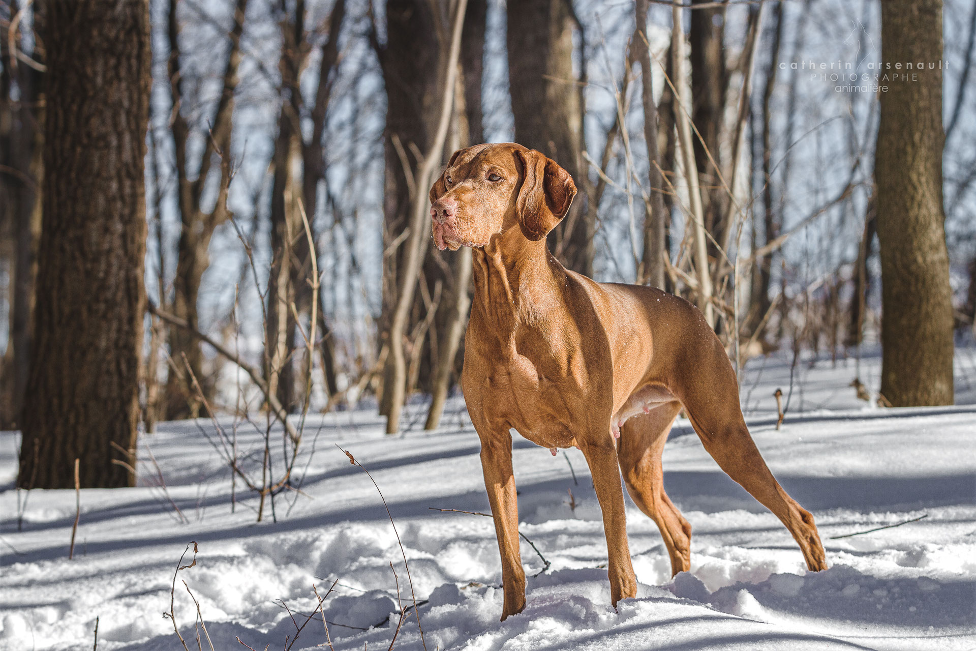 Why Are Vizslas Called Velcro Dogs