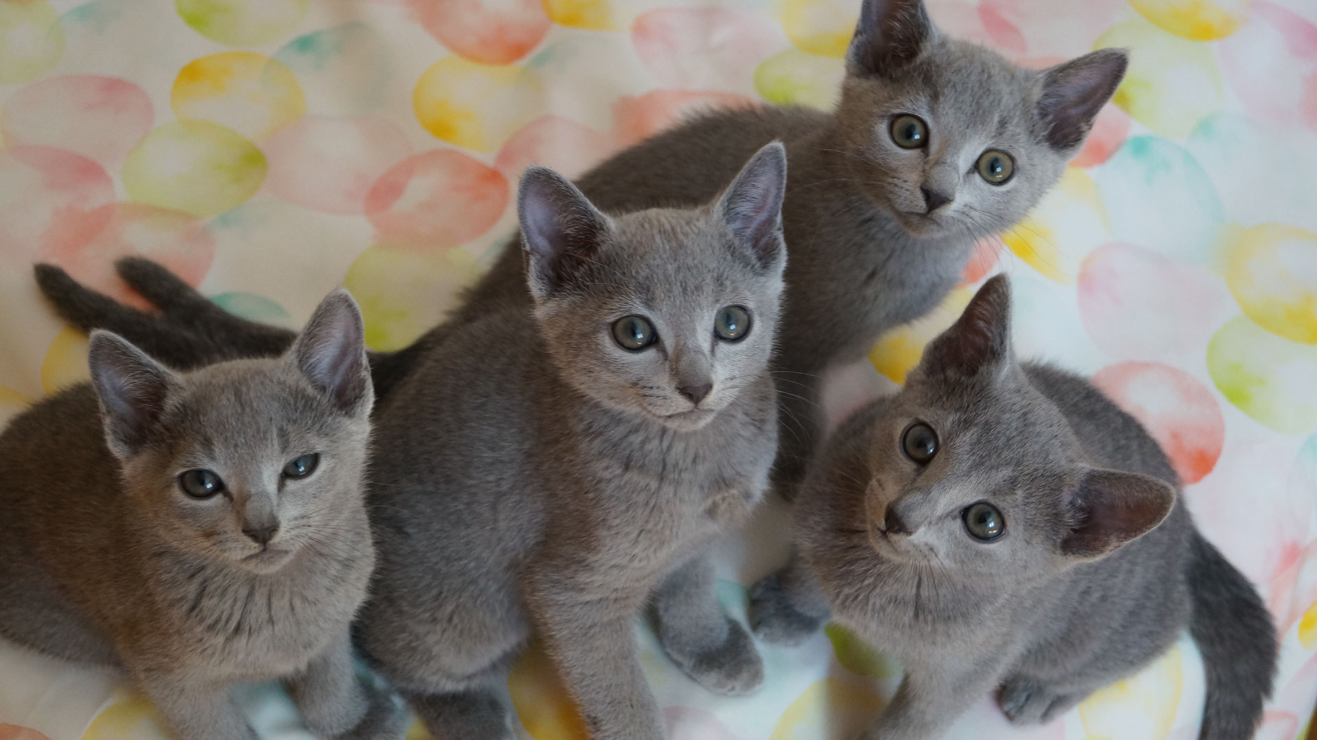 Featured image of post Russisch Blau Babykatze Kaufen Dieser ratgeber informiert dich worauf du beim katzen kaufen achten solltest und gibt dir zahlreiche hilfreiche tipps