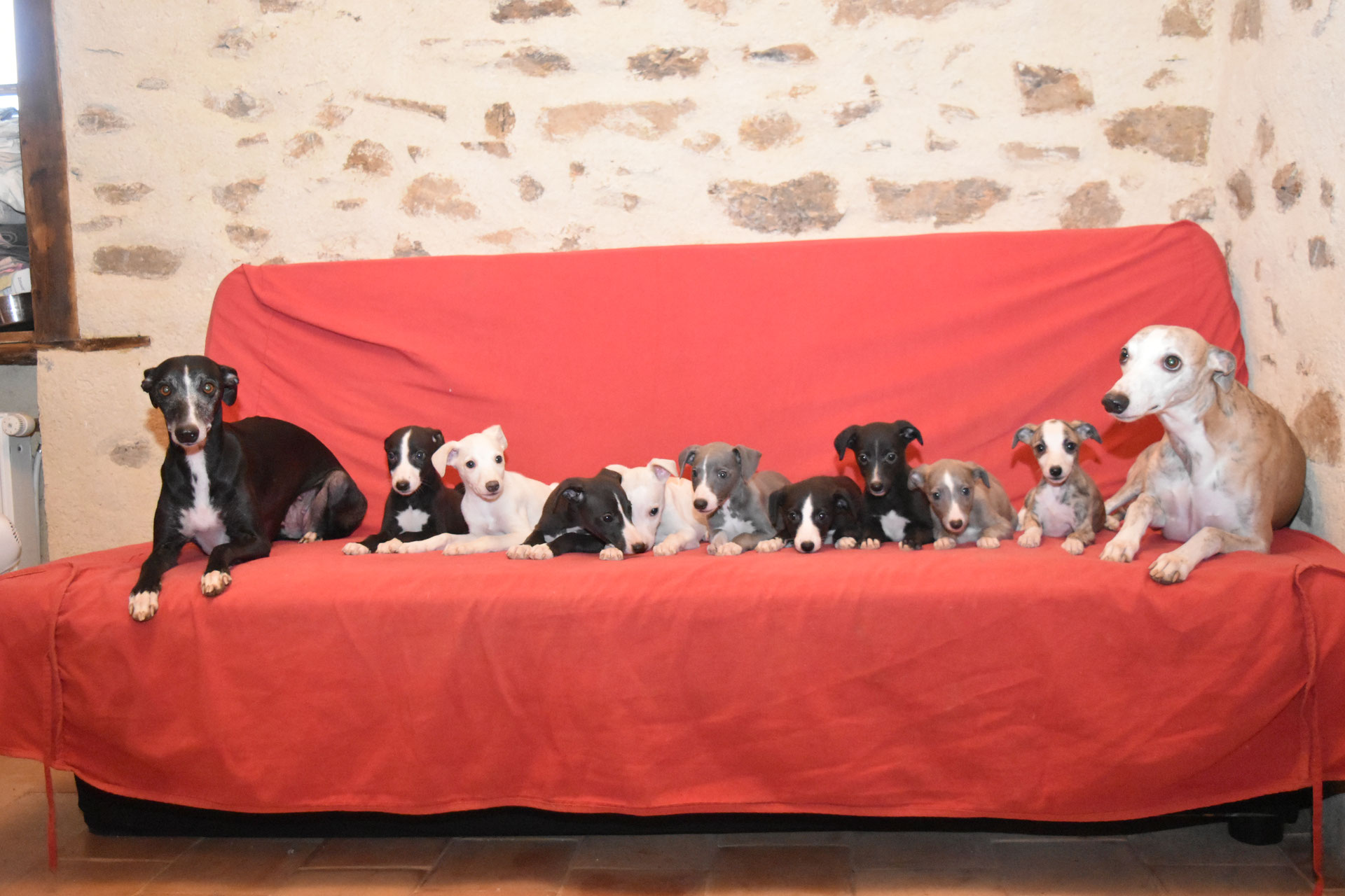 Les portées / chiots disponibles Une Histoire sans fin Les portées / chiots disponibles Une Histoire sans fin