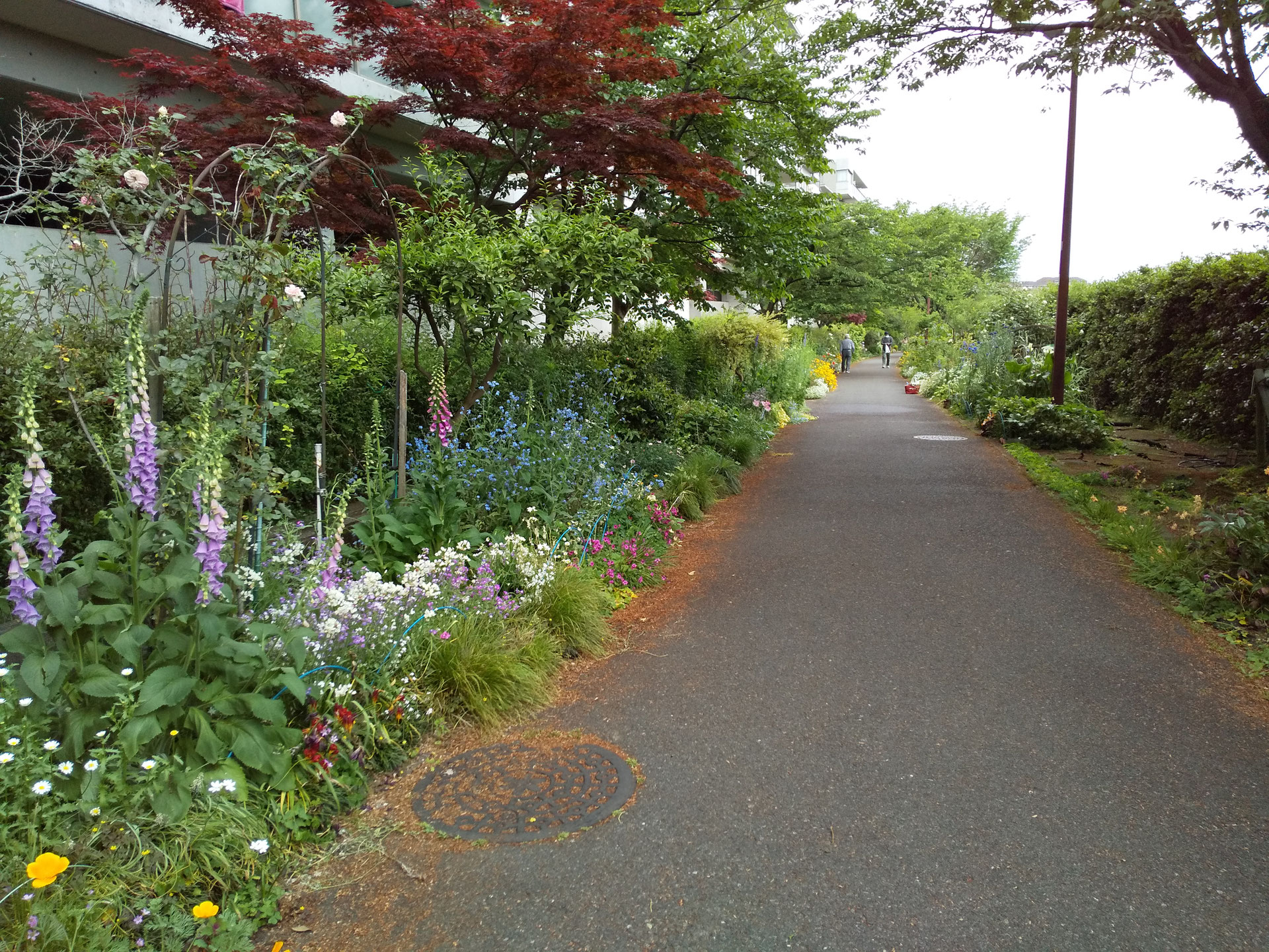 1年草 Annual Grass Flowermemorandum ページ