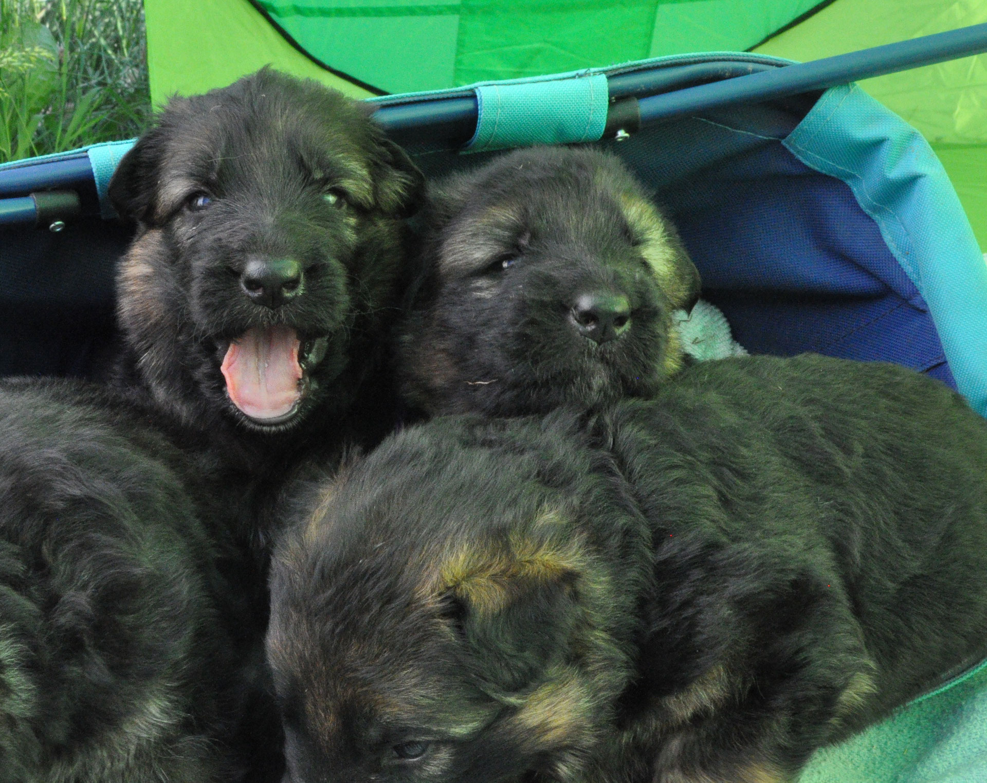 3 Woche Altdeutscher Schaferhund Langstockhaar Schaferhund Bayern Zuchter Zucht