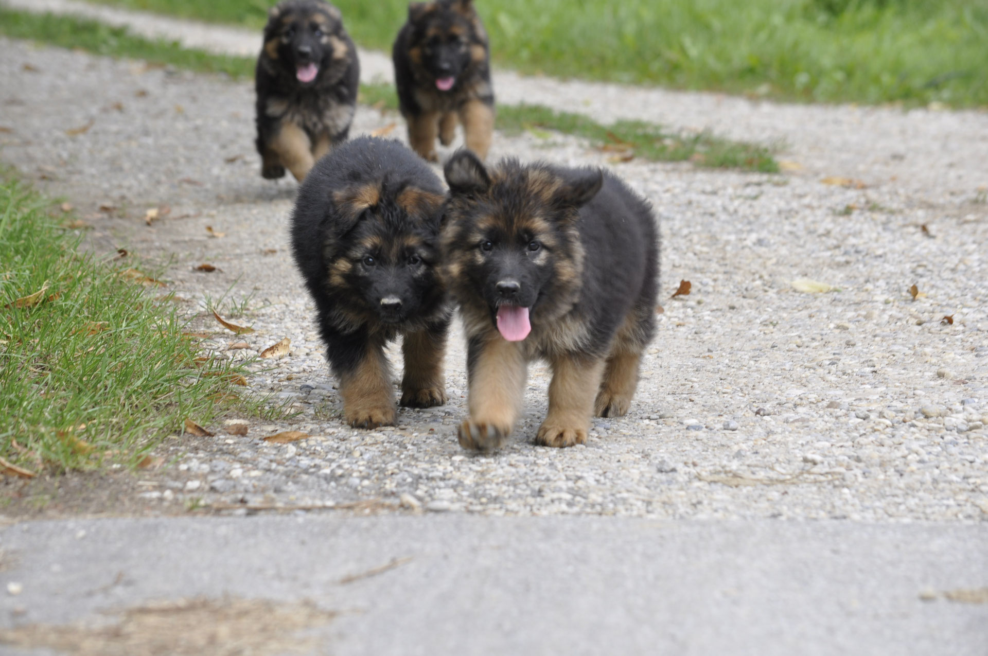 8 Woche Altdeutscher Schaferhund Langstockhaar Schaferhund Bayern Zuchter Zucht