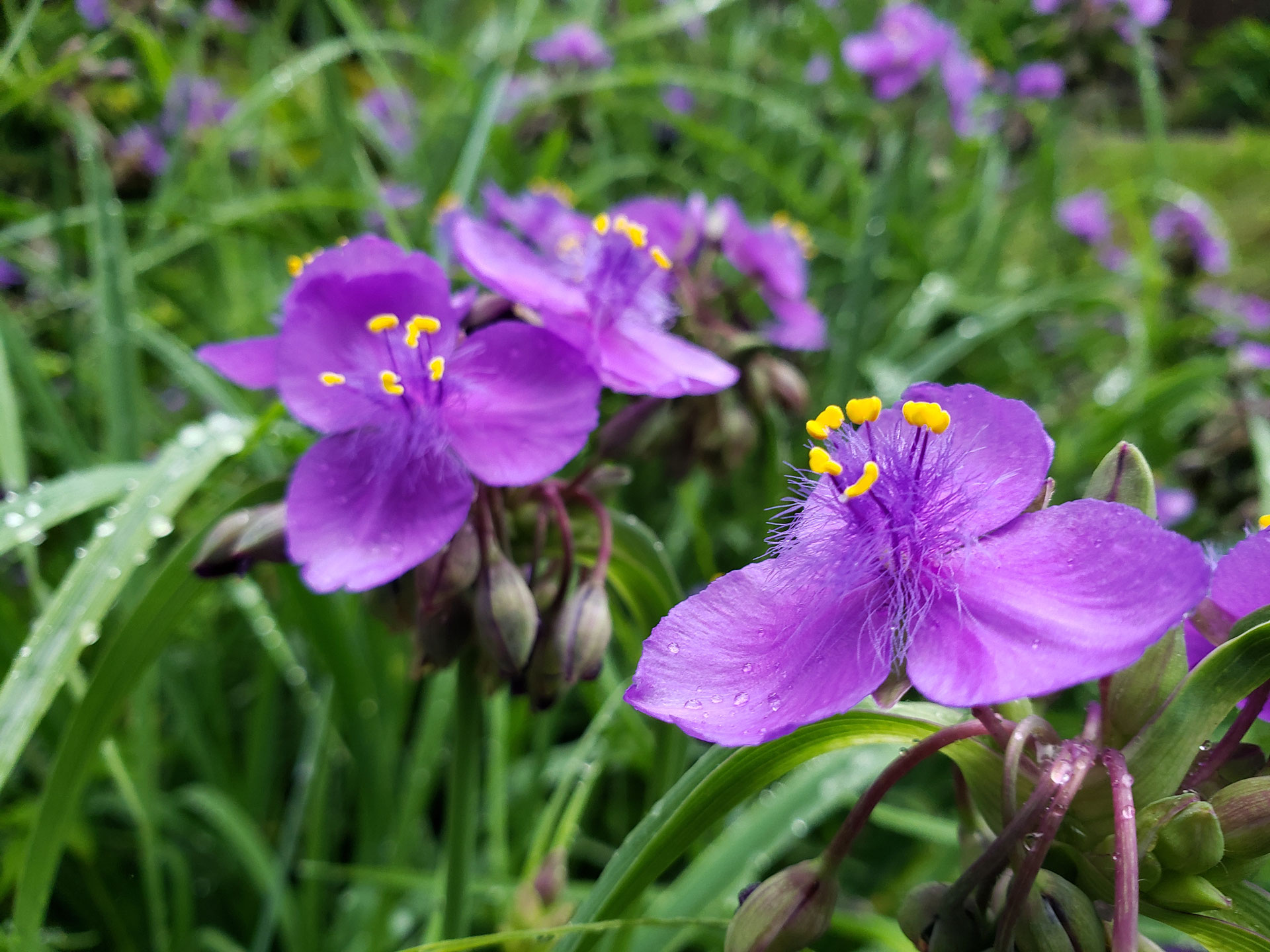 6月の庭- 雨上がりのツユクサ - ロマンチック街道沿い 古民家の宿 金木