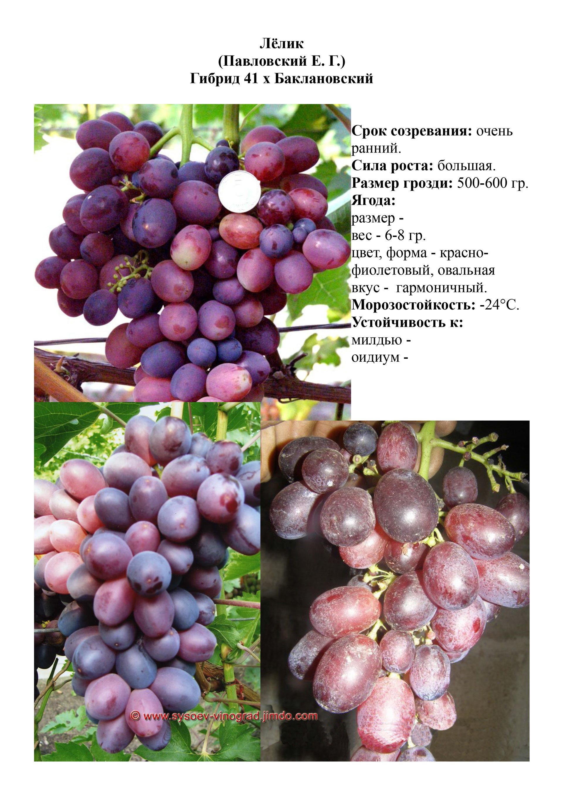 Лелик сорт винограда