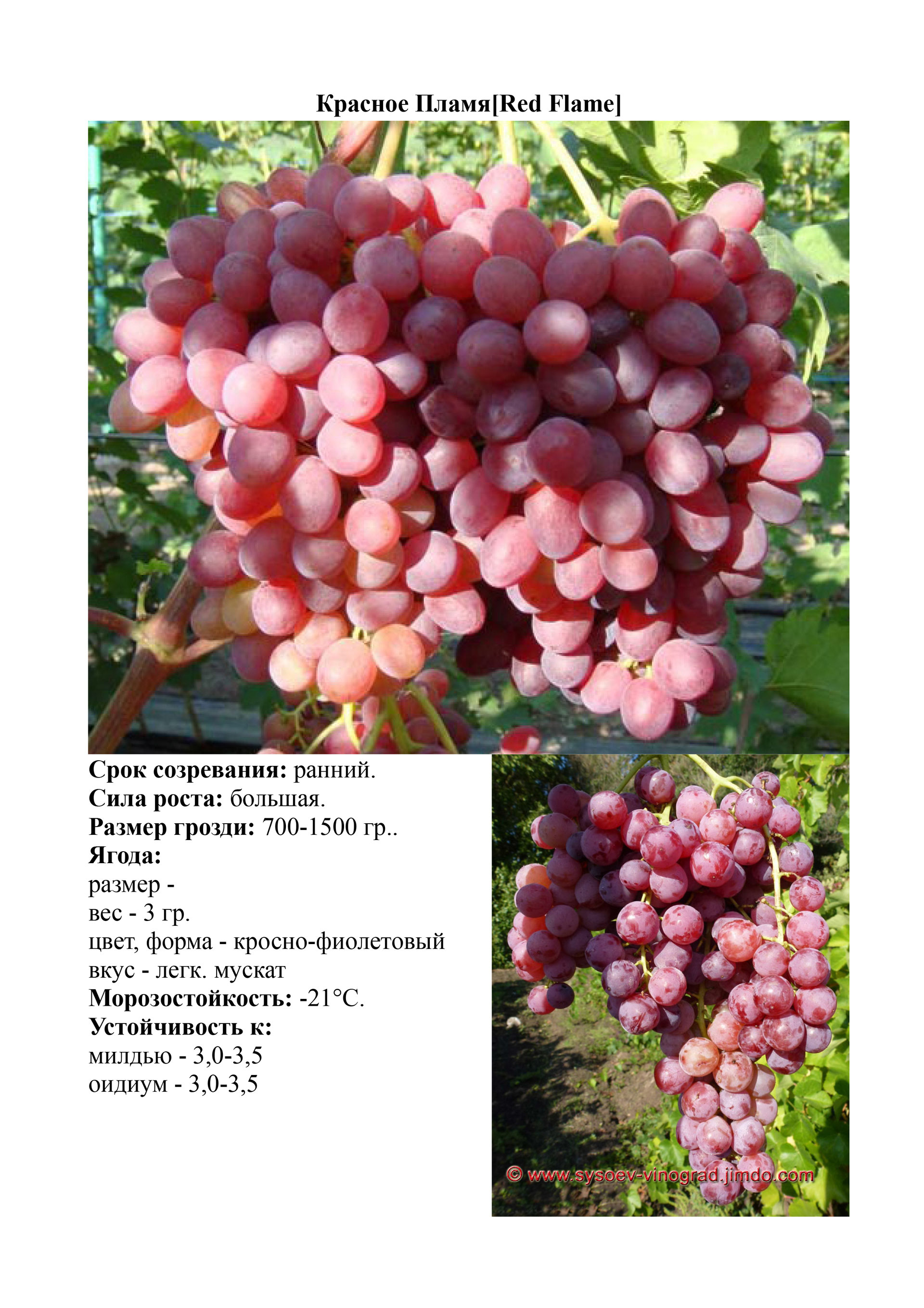 Виноград свенсон ред. Виноград кишмиш красное пламя. Кишмиш красное пламя. Виноград флейм сидлис кишмиш. Кишмиш красное пламя.