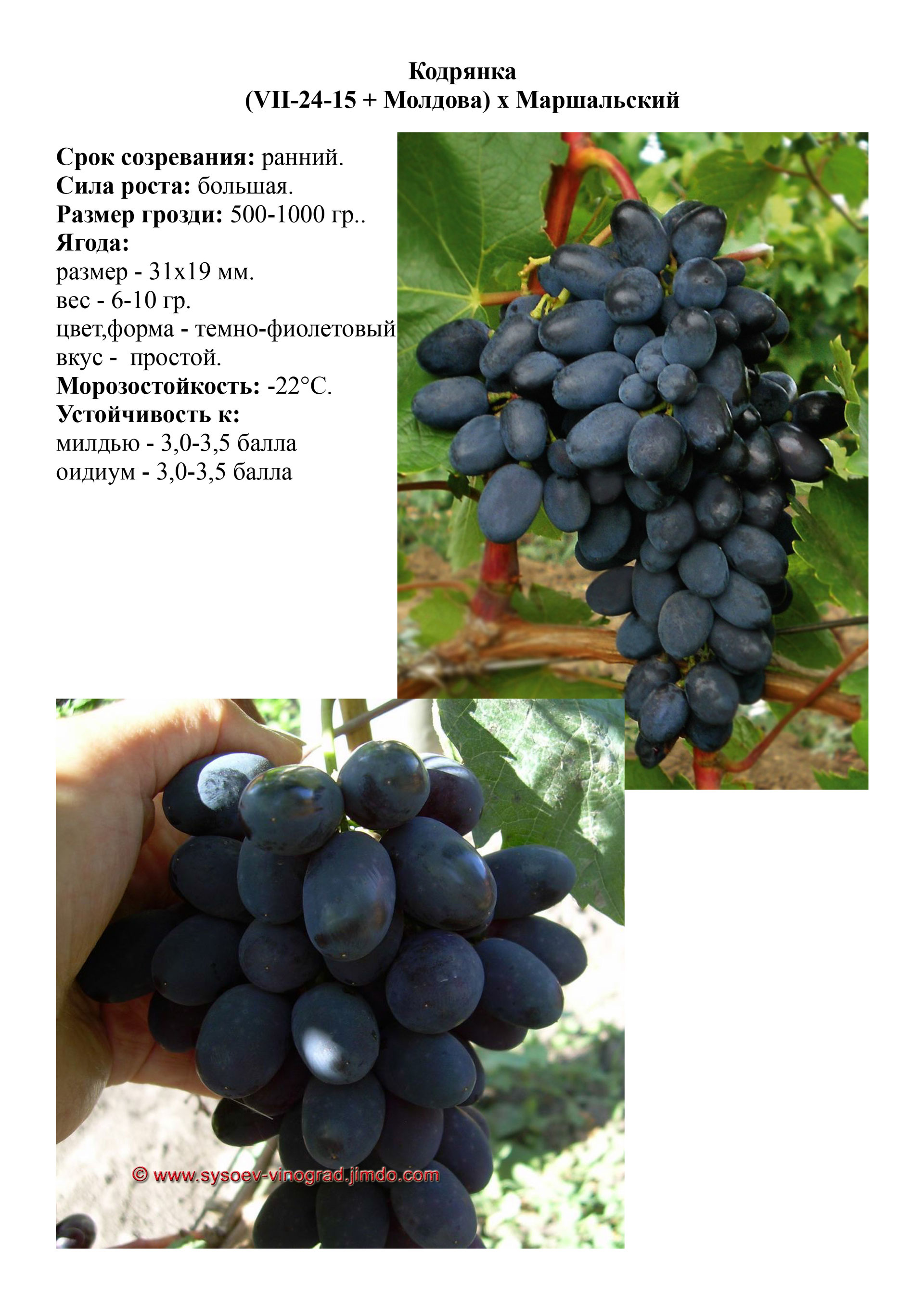 Сорт кодрянка виноград характеристики. Сорт винограда Кодрянка. Сорт винограда Атос. Сорт винограда Кадрянка. Виноград темно синий Кодрянка.