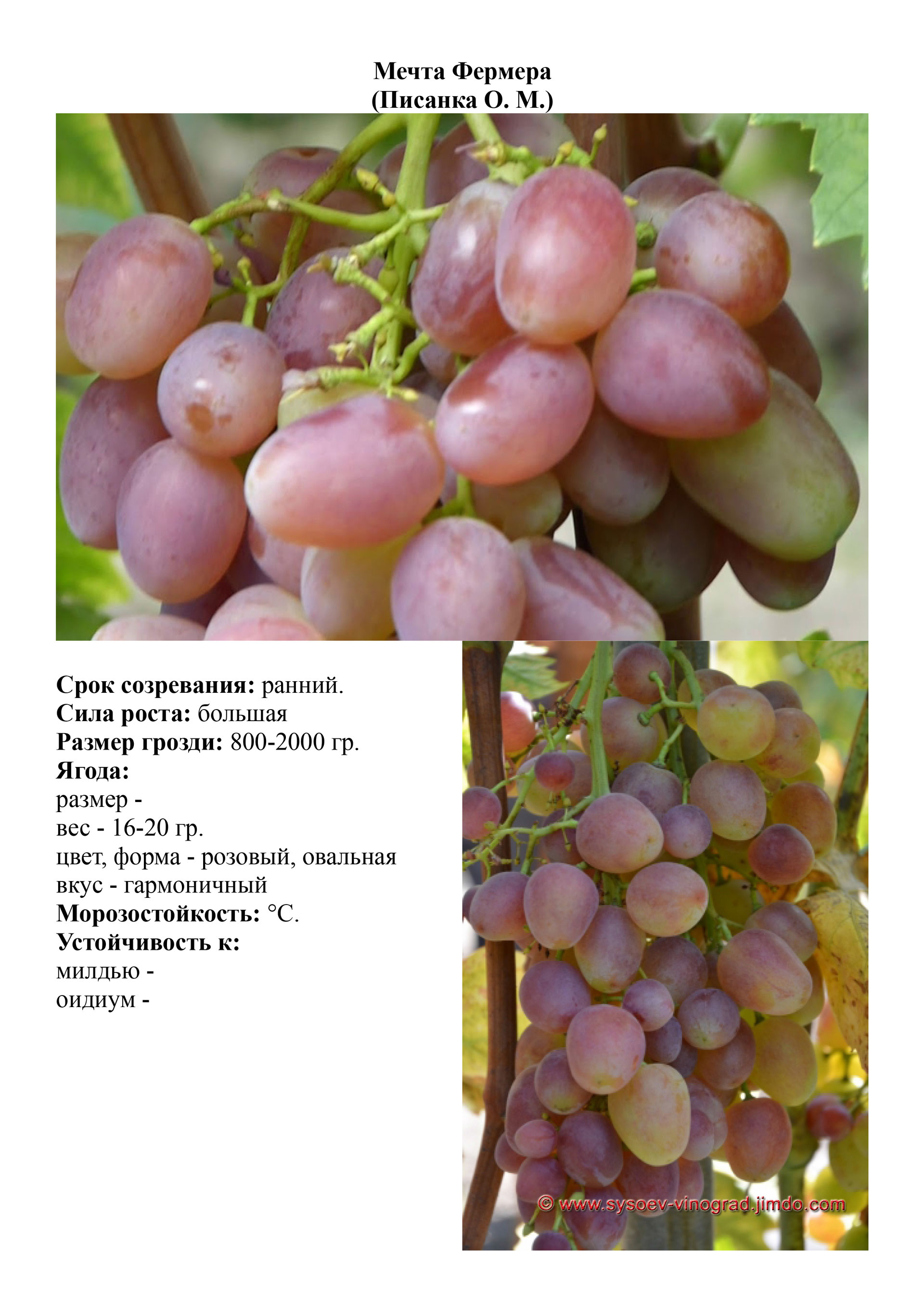 Виноград хёсино кишмиш. Сорт татьяна. Виноград мечта описание сорта. Виноград чауш. Виноград кишмиш ассоль.