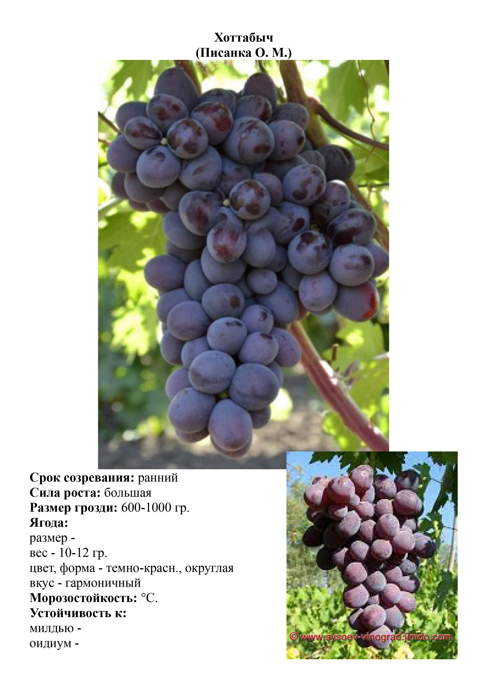 сорт винограда одесский чёрный сувенир. виноград маленгр ранний. одесский черный сорт винограда. сорт винограда украинский ранний. виноград "согдиана кишмиш согдиана.