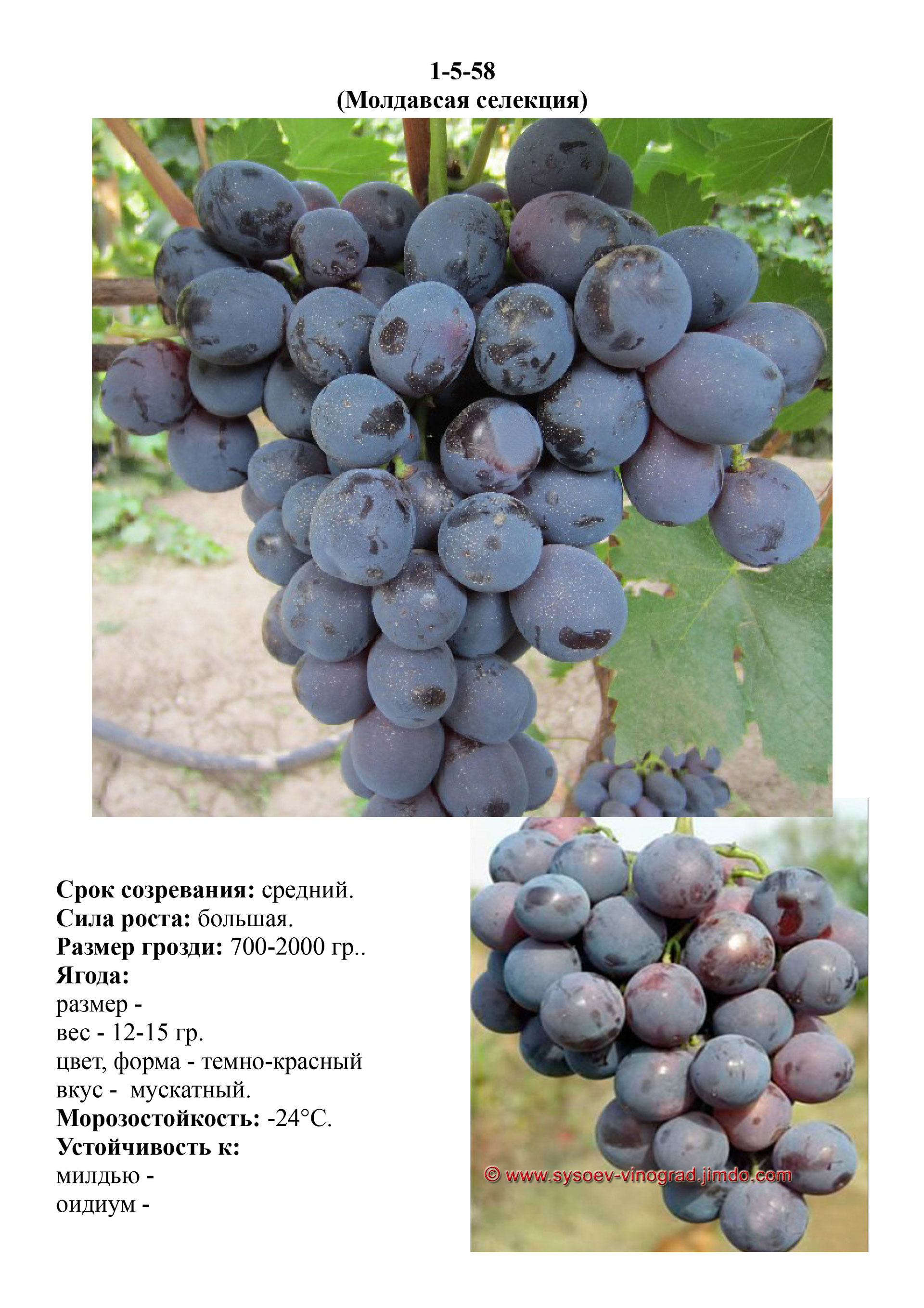Сорт винограда 1 5 58