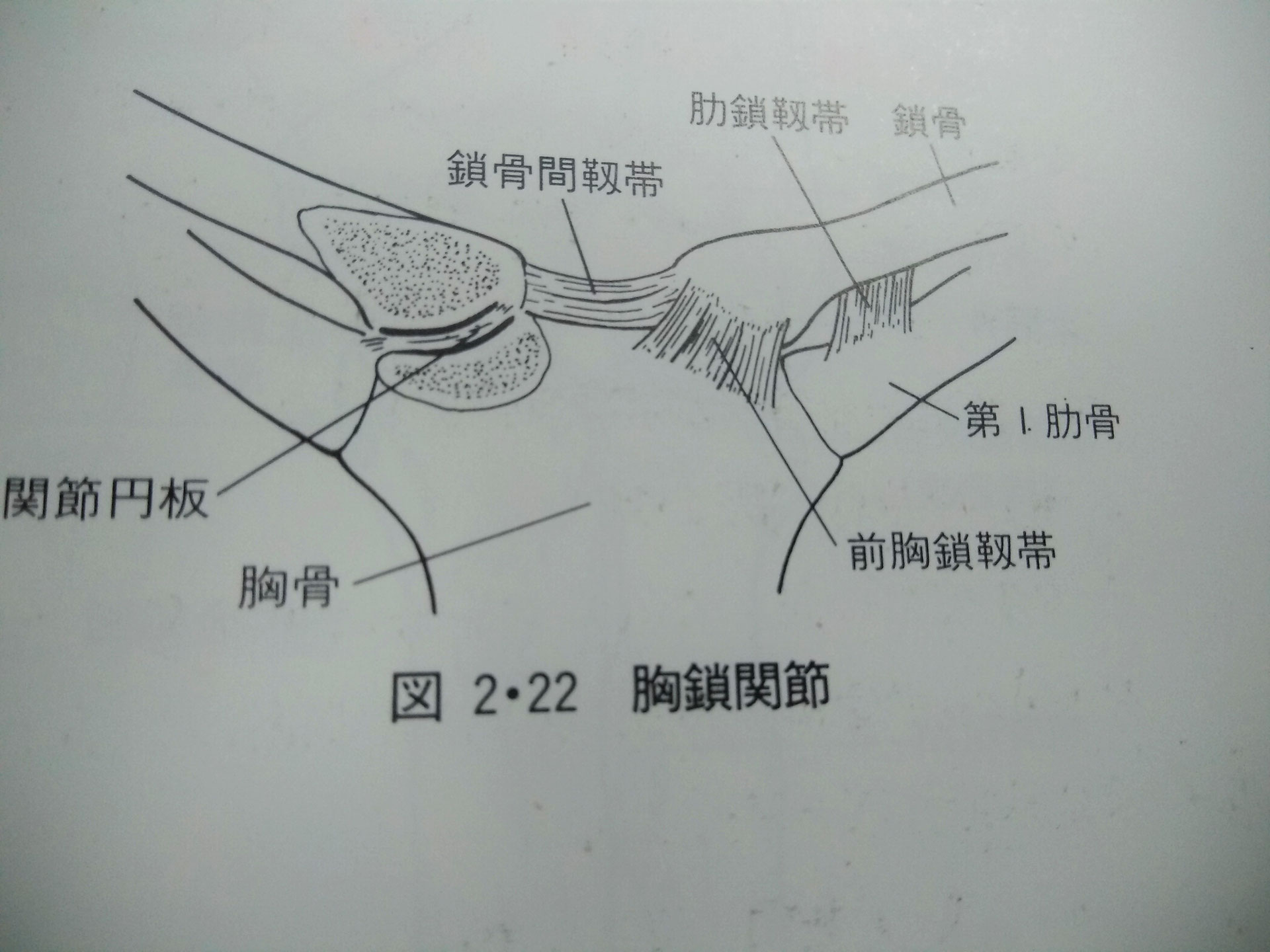 胸鎖関節 いのくち接骨院