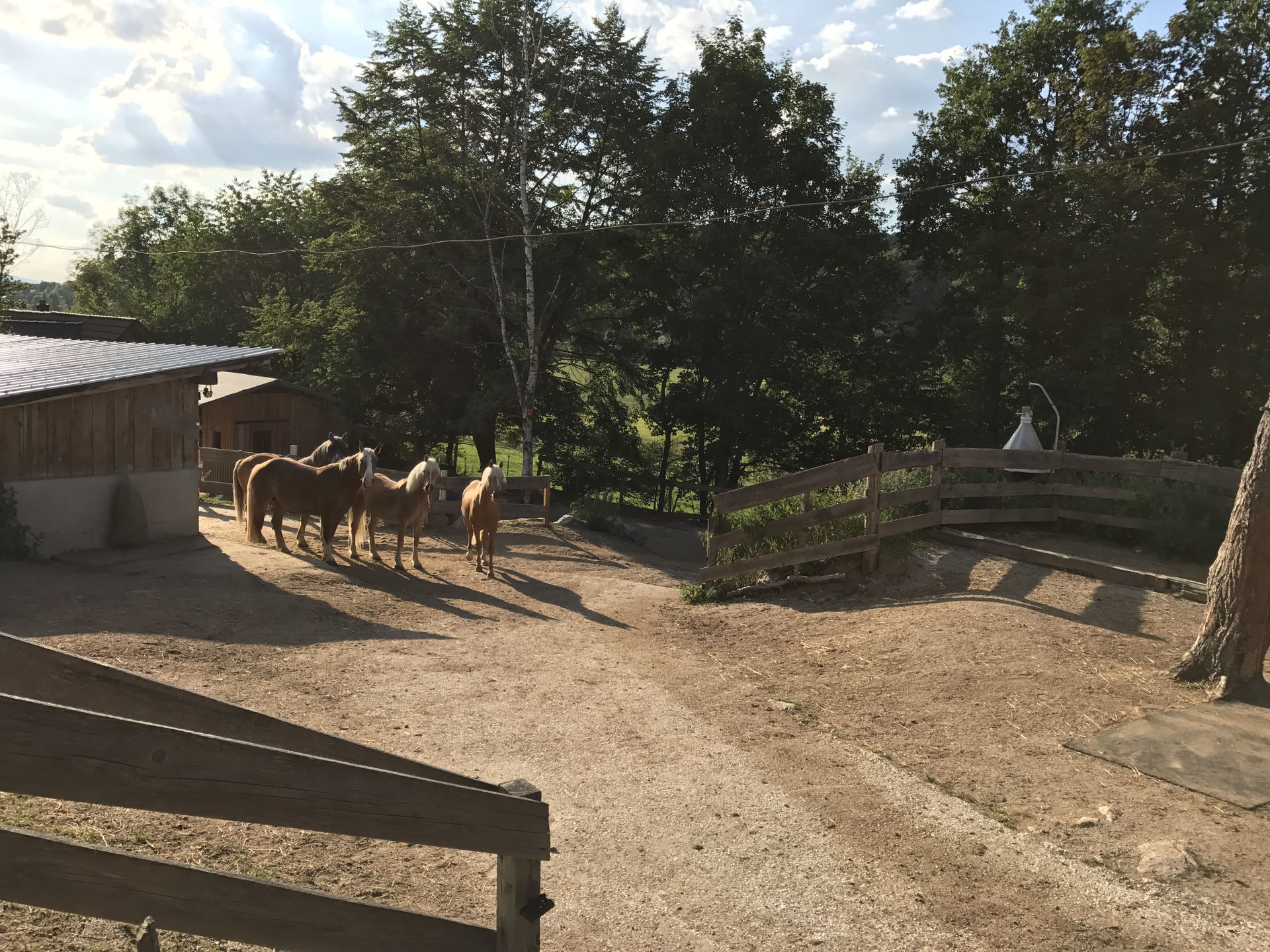 Paddock riversideranchreichenbachs seite!