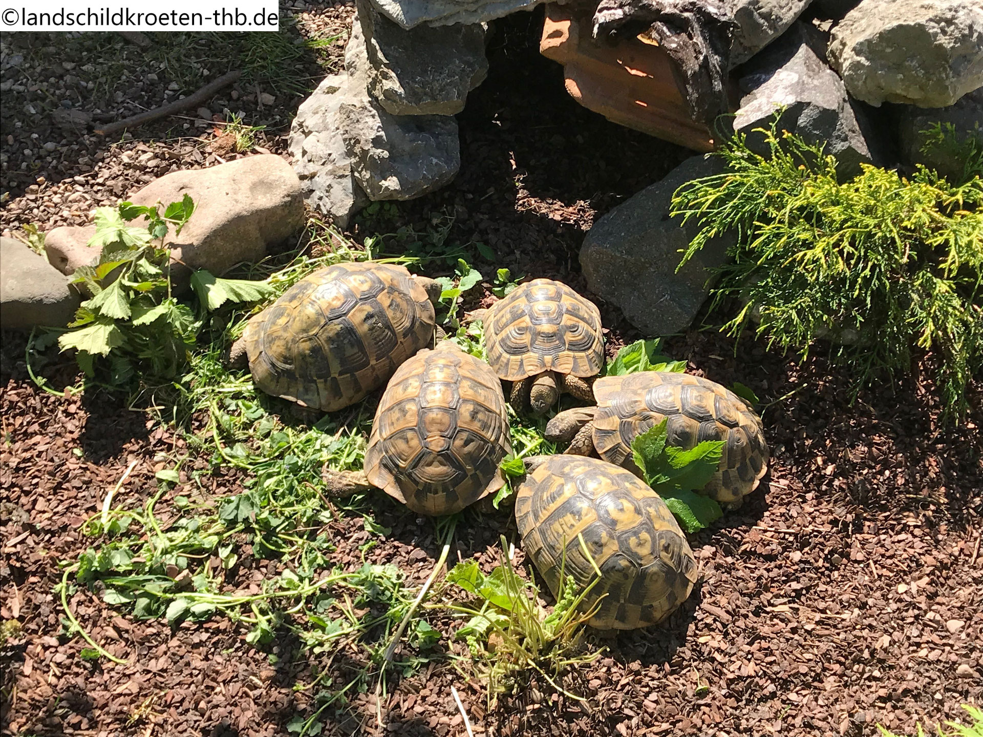 Griechische Landschildkröten, Schildkröten Haltung
