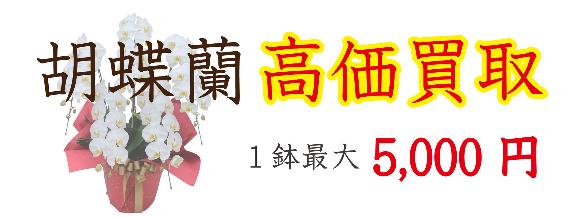不用になった胡蝶蘭を高額買取りします 高田馬場 九段下の花屋シーズン ハーツ 不用になった胡蝶蘭を高額買取りします 高田馬場 九段下の花屋シーズン ハーツ