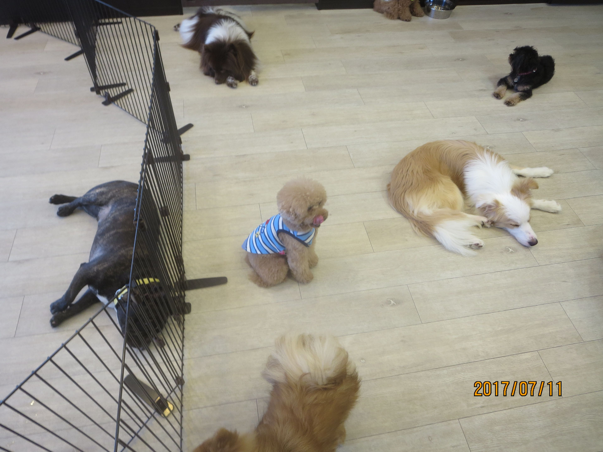お預かり 犬の保育園baby しつけ ホテル トリミング デイサービス お預かり 犬の保育園baby しつけ ホテル トリミング デイサービス