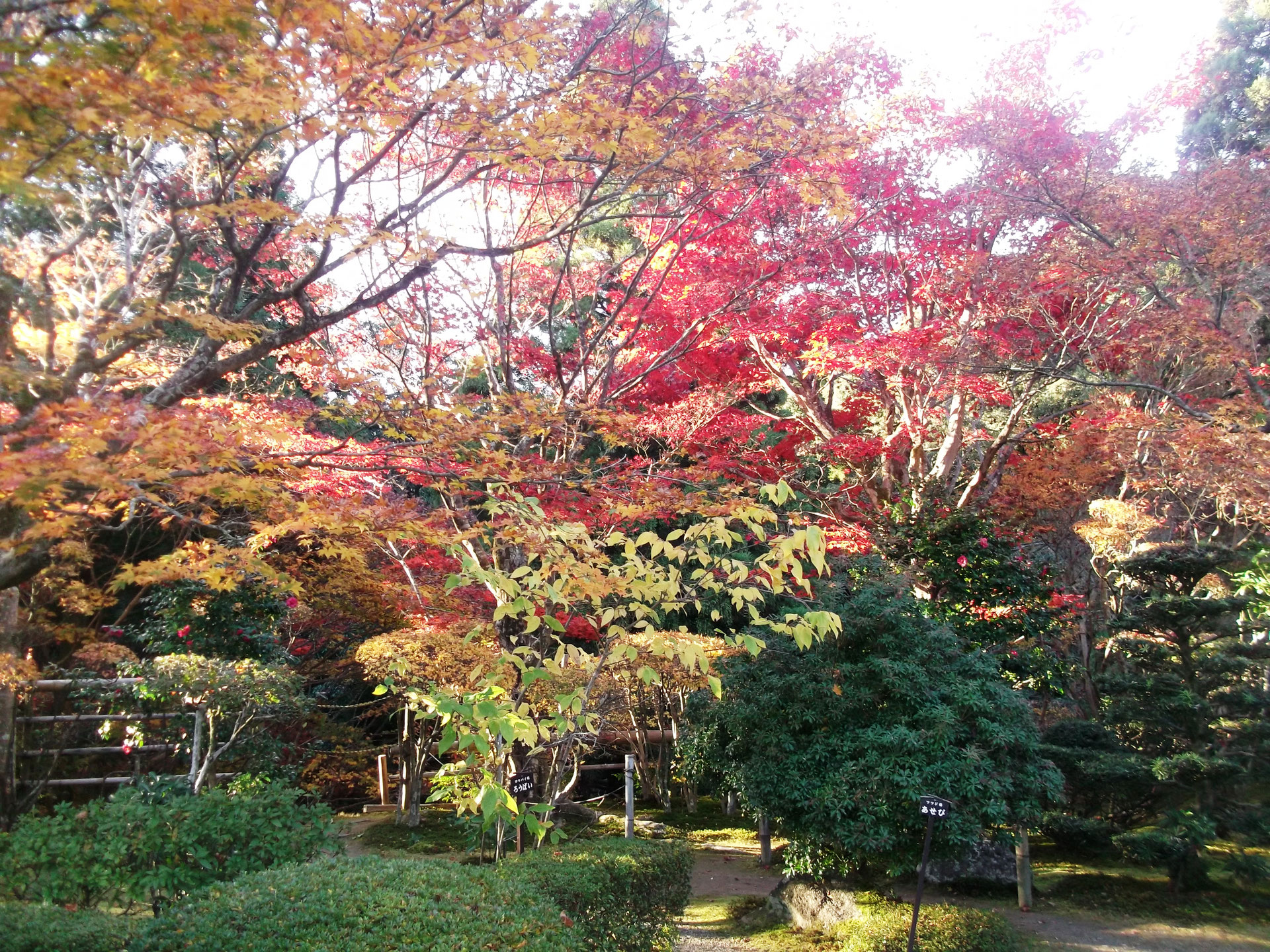 インテリアは文化 紅葉をモチーフに 各務原 カーテン専門 星の国